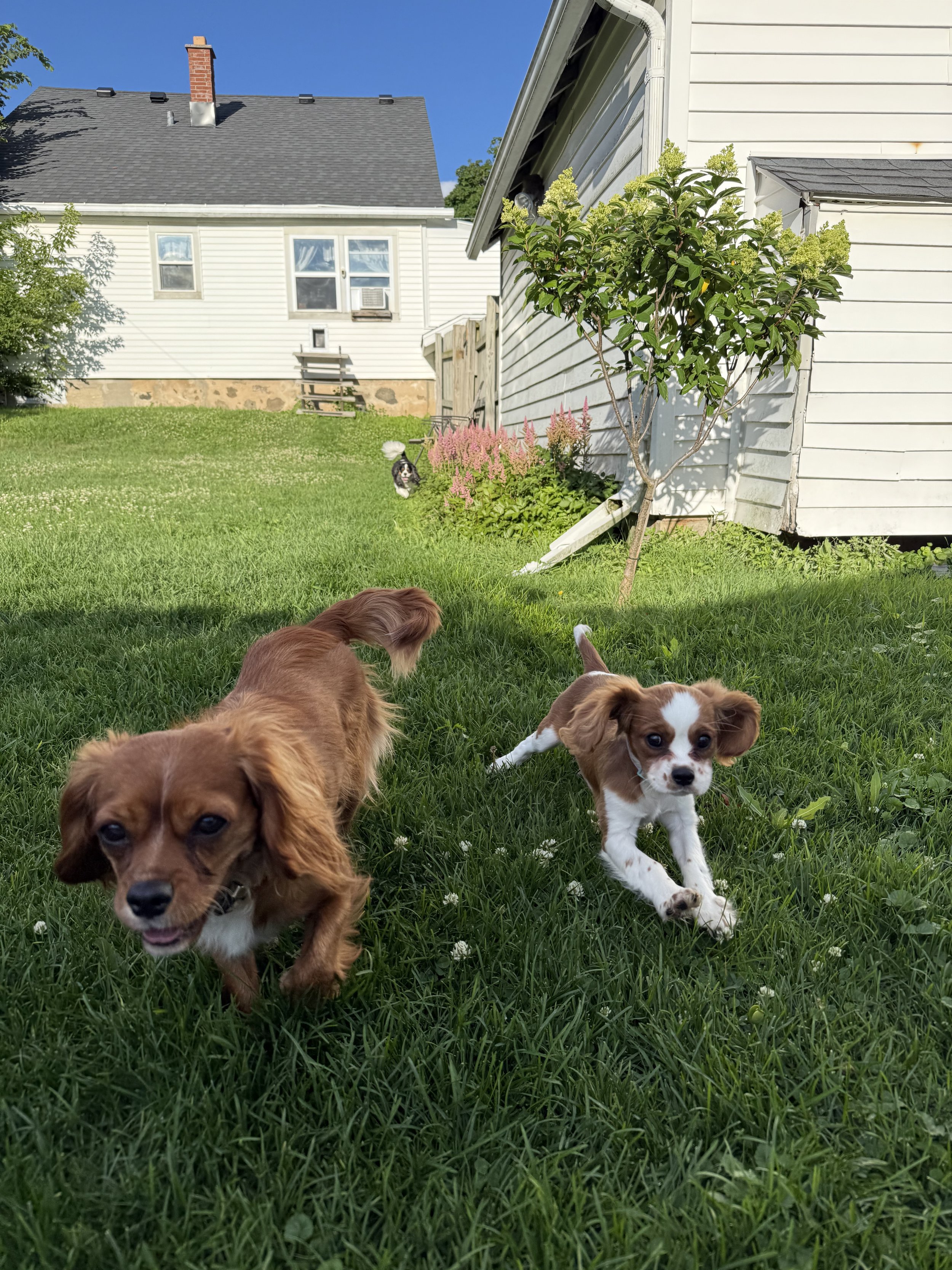 Why We Love Cavalier King Charles Spaniels