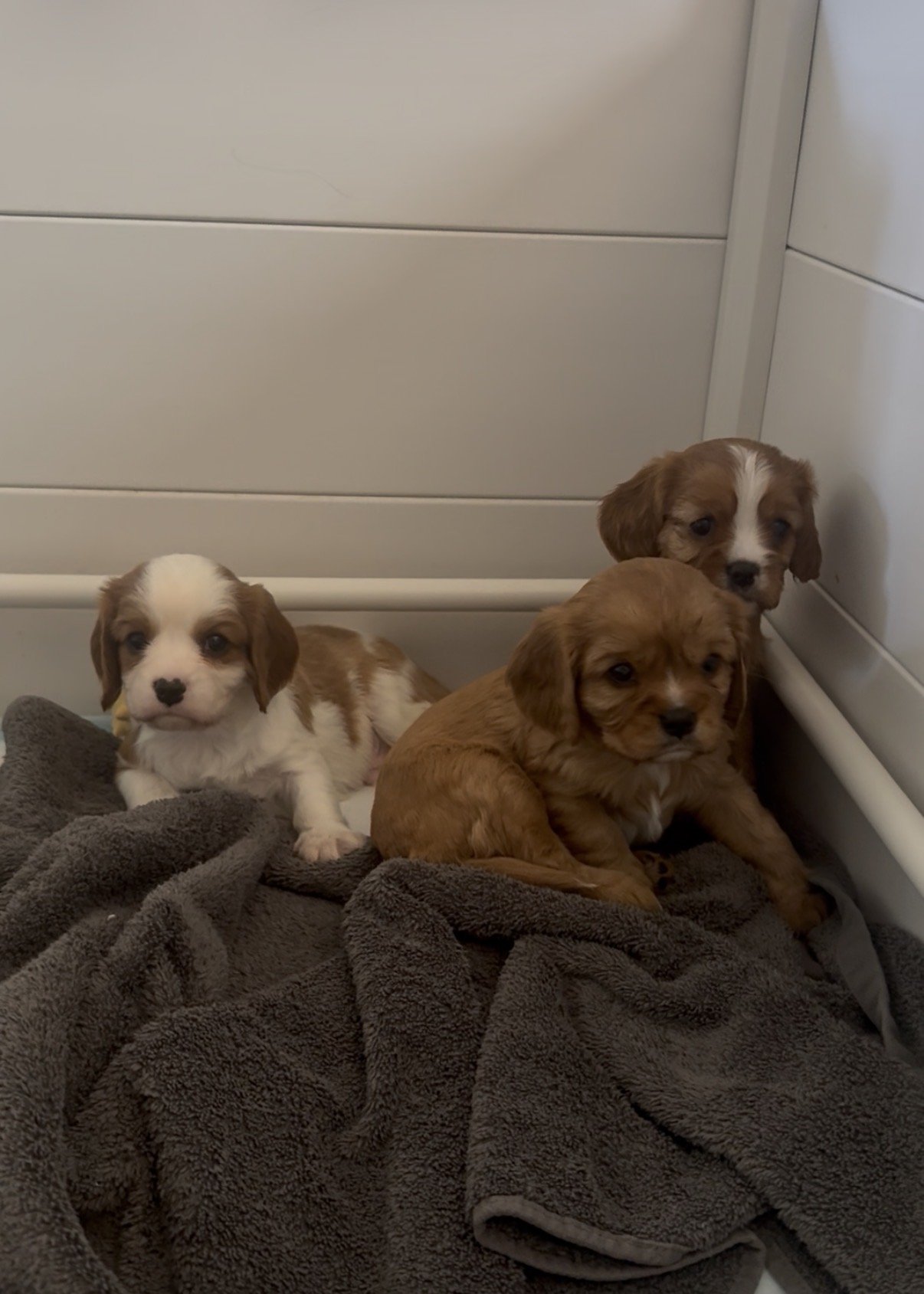Bringing Home Your New Puppy – What to Expect & What You’ll Need