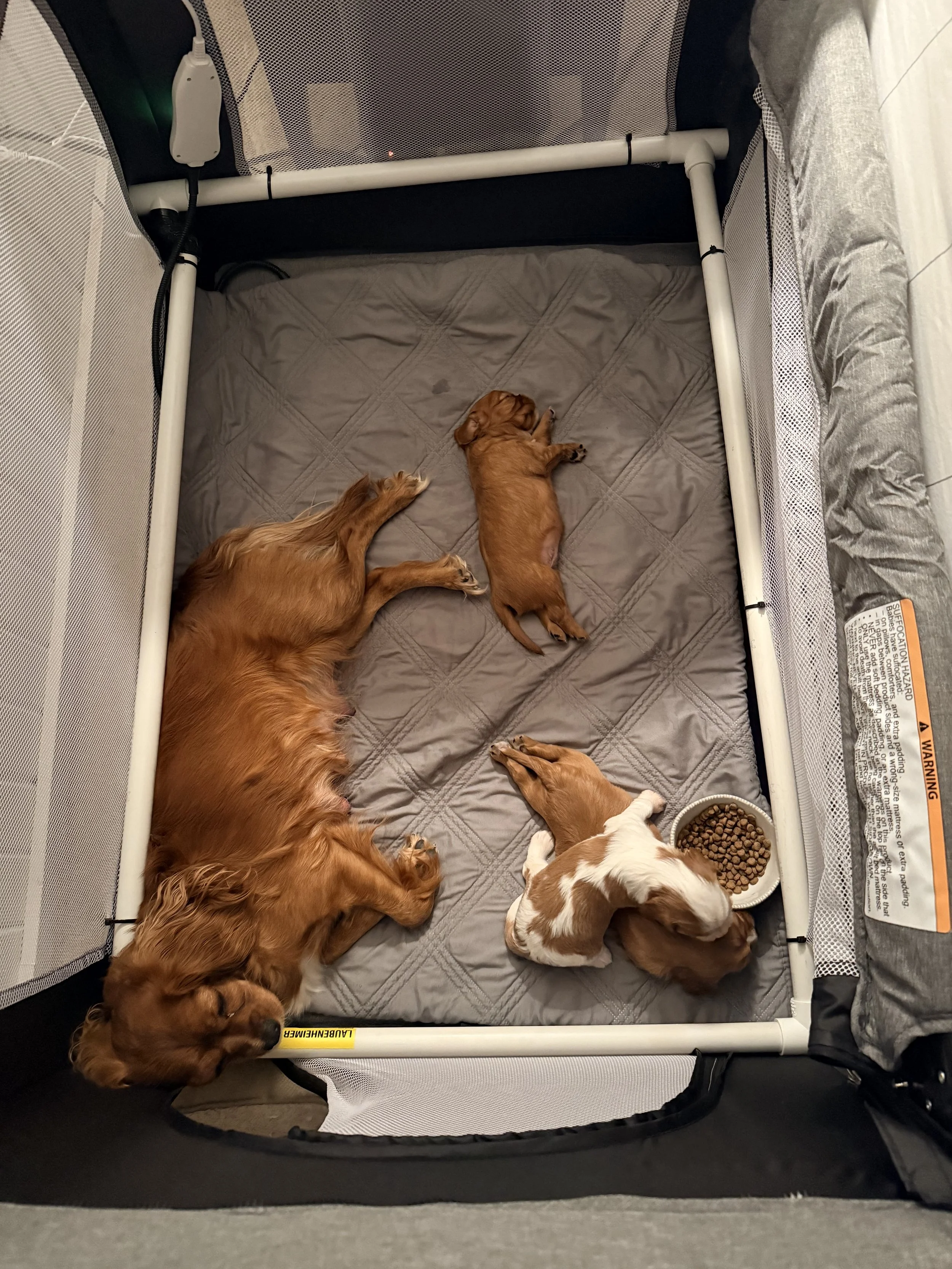 IMG_2995.jpeg