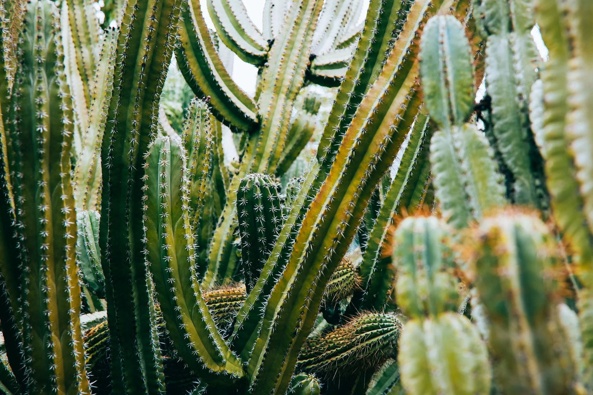 02_Echo_Park_Neighborhood_0235.jpg