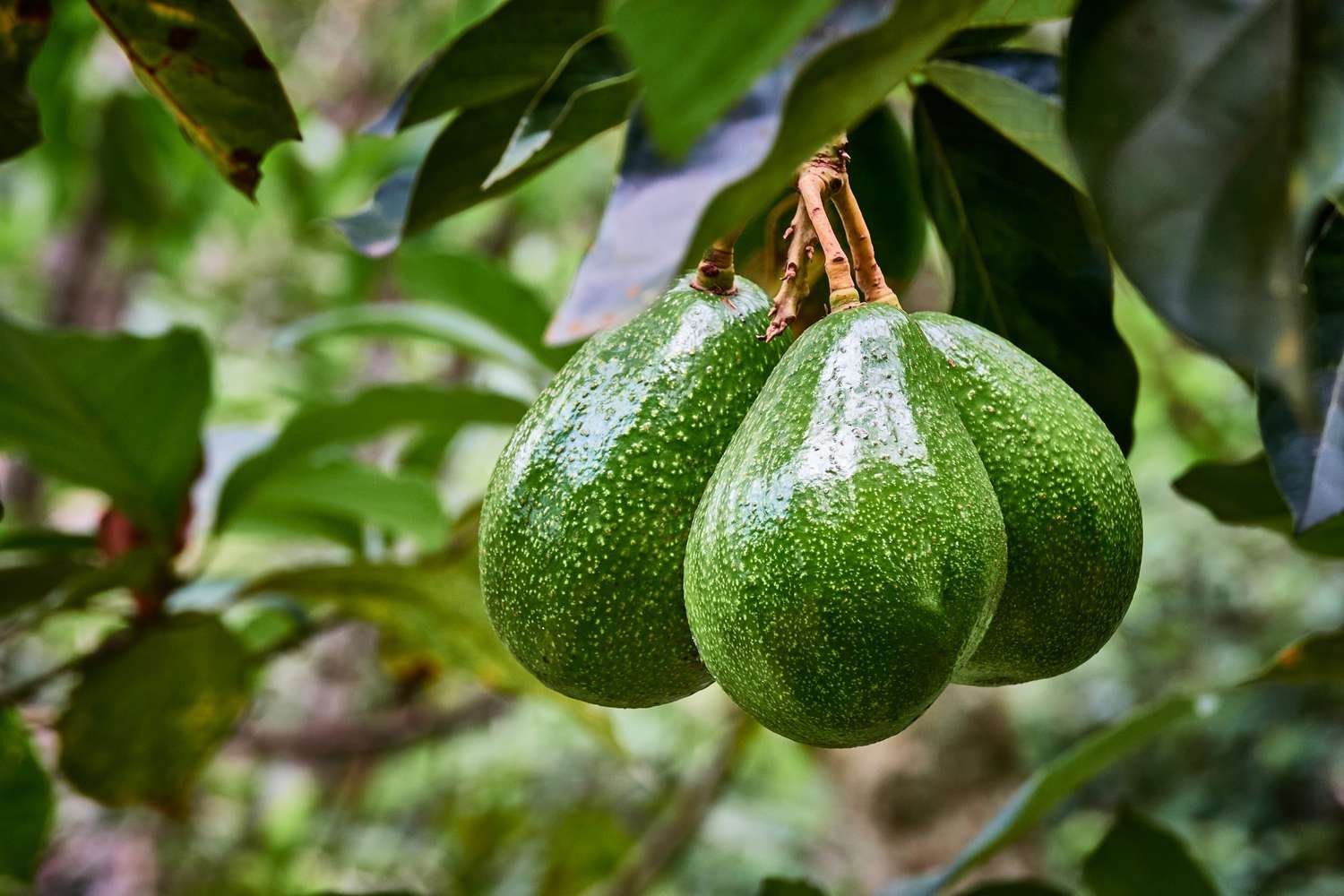 Avocado