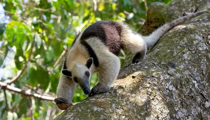 Northern tamandua