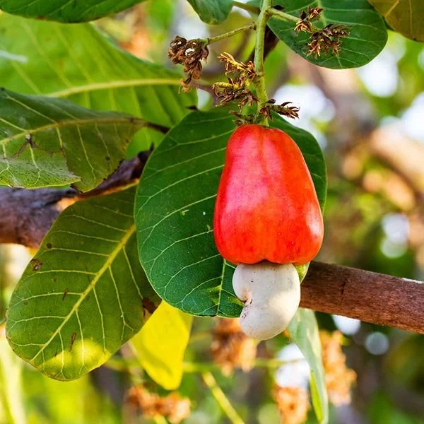 Cashew