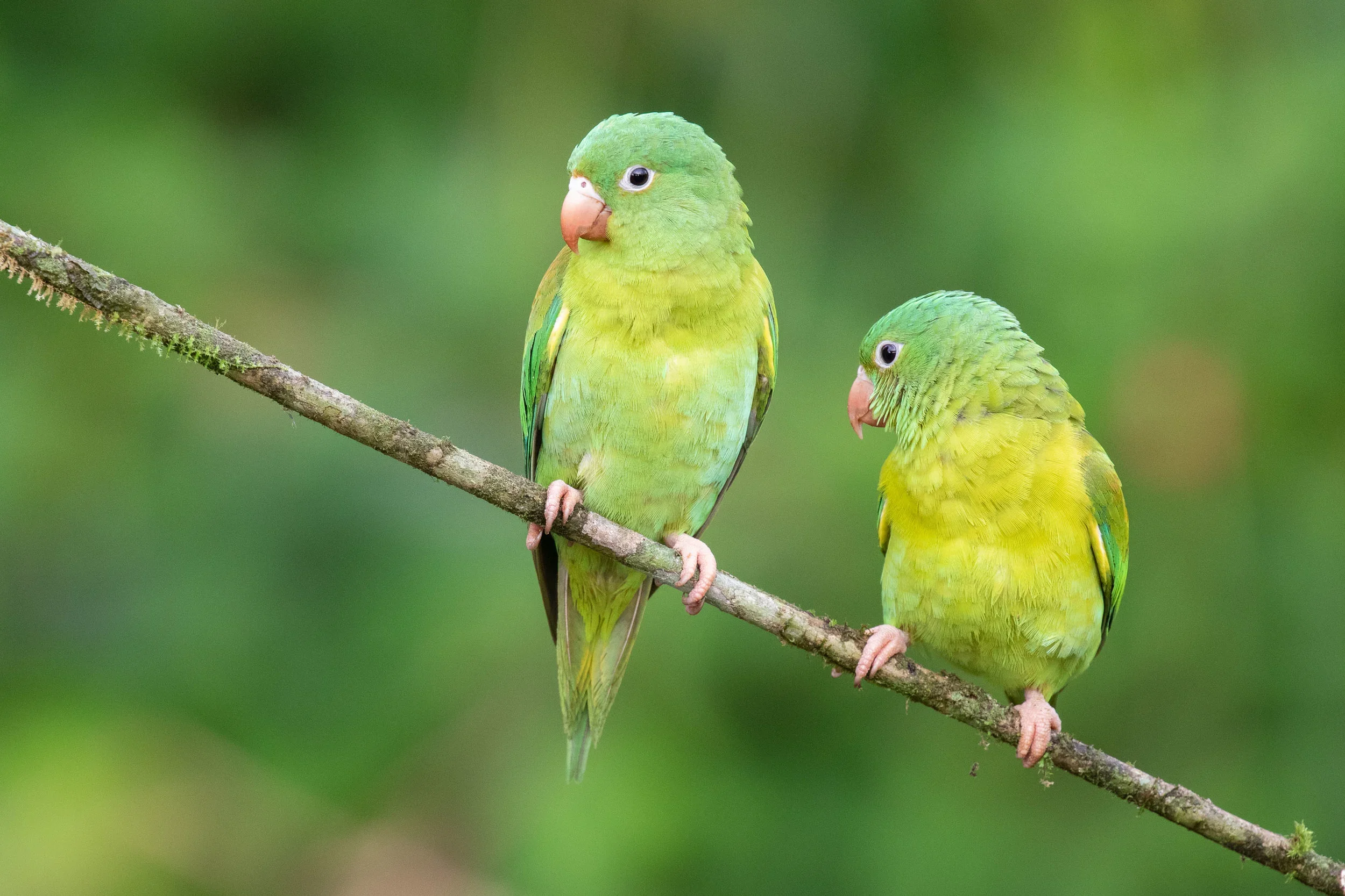 Orange-chinned Parakeets