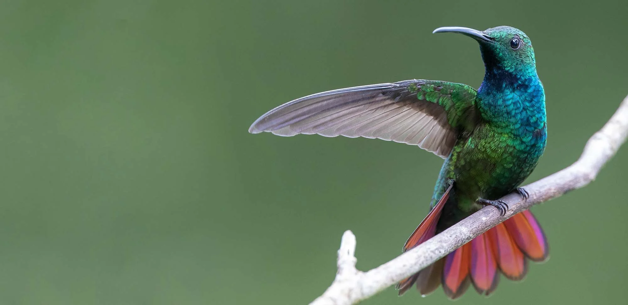 Green-breasted Mango