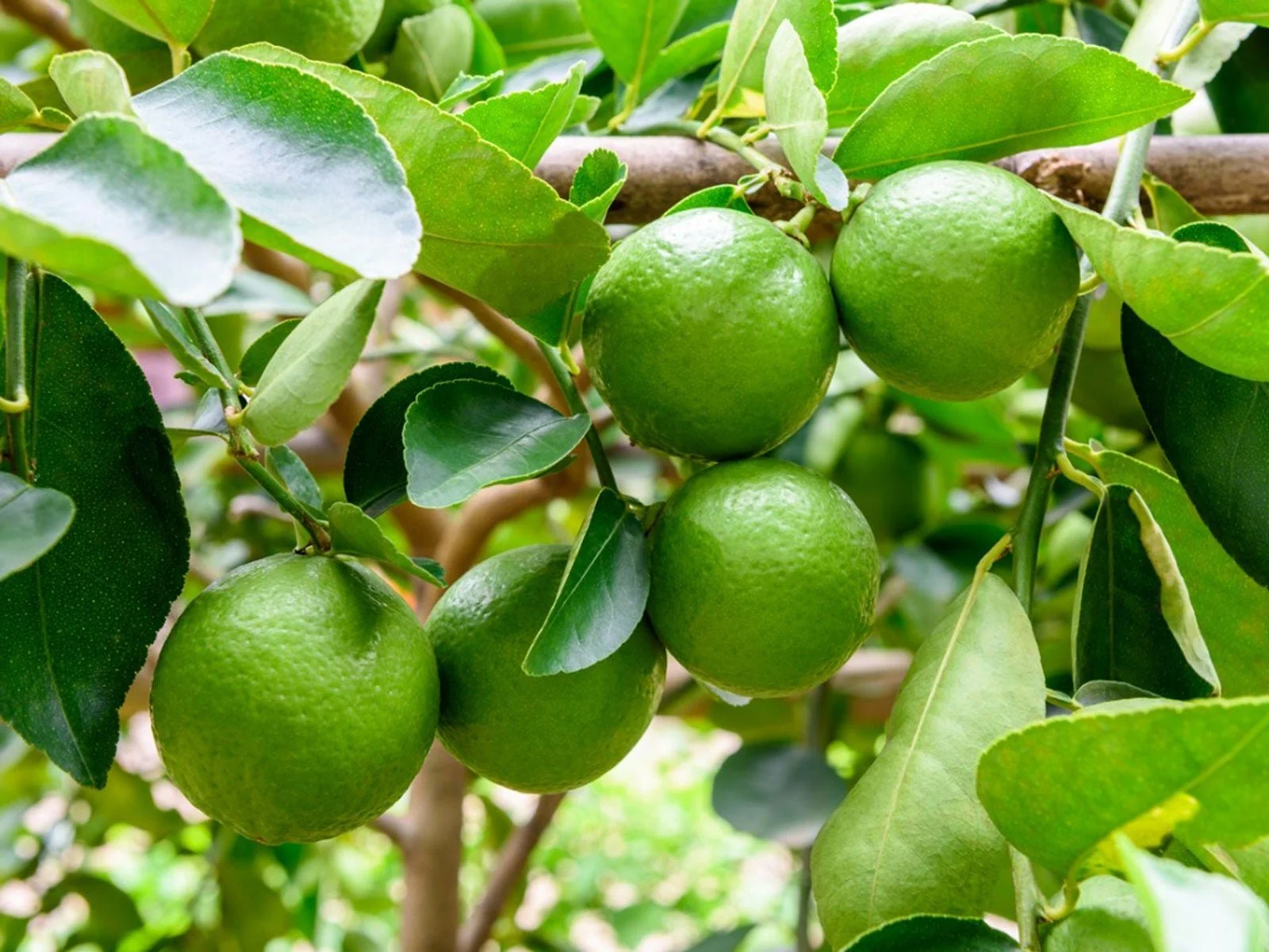 Lime
