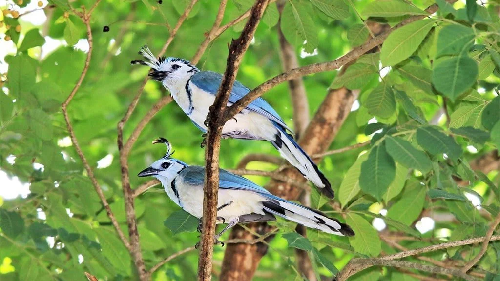 White-throated Magpie-jays 