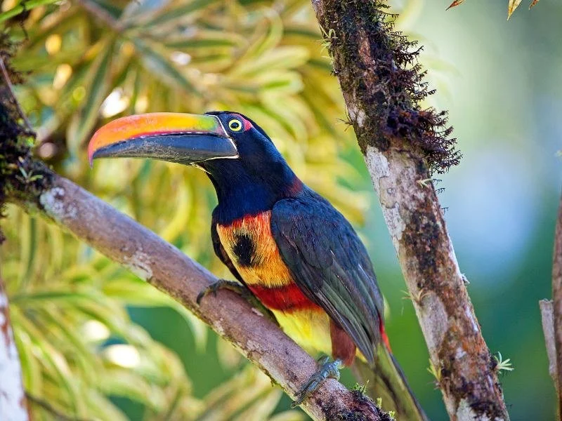 Fiery-billed Aracari