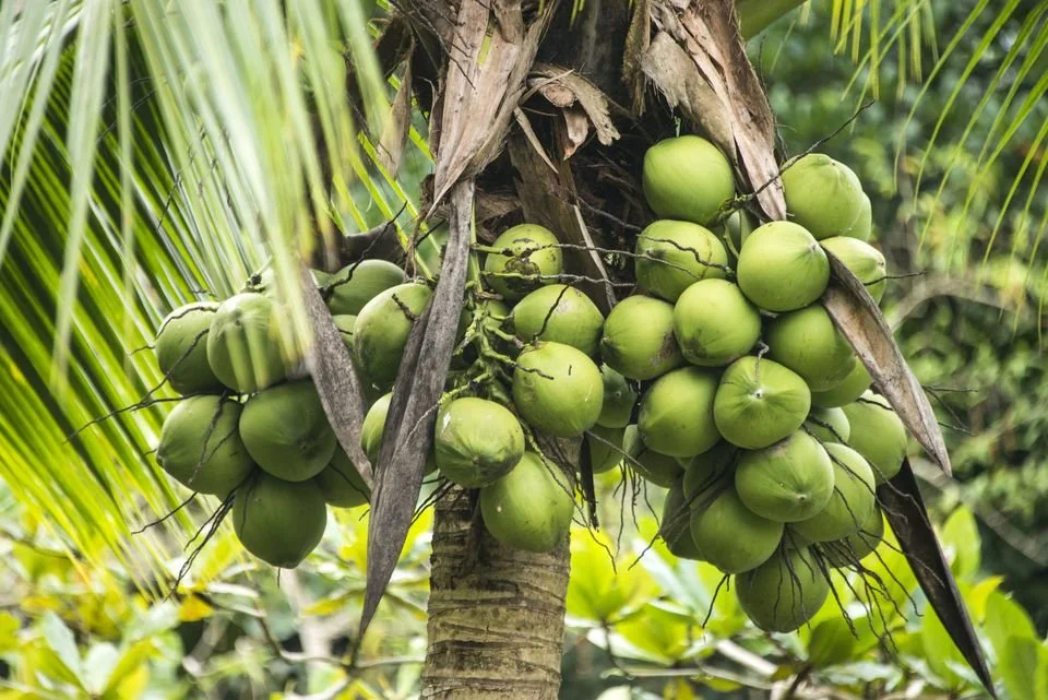 Coconut