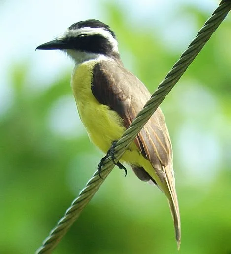 Great Kiskadee