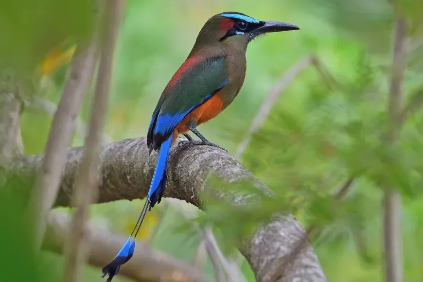 Turquoise-browed Motmot