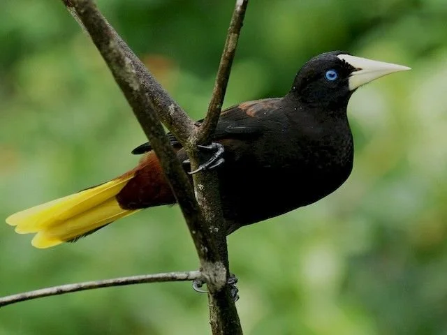 Crested Oropendola