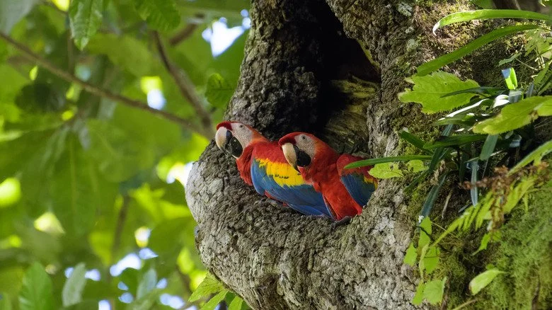 Scarlet Macaws