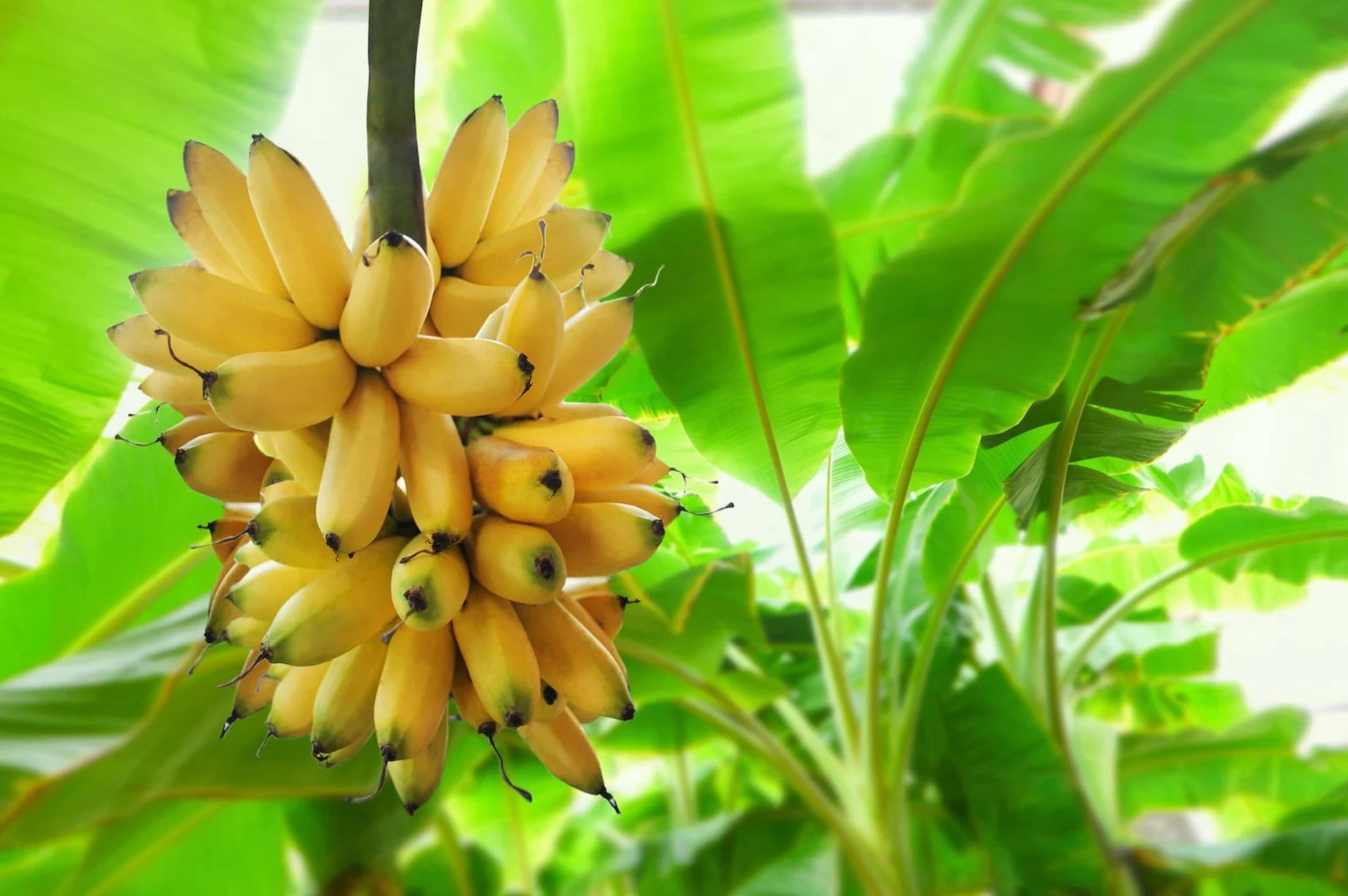 Banana