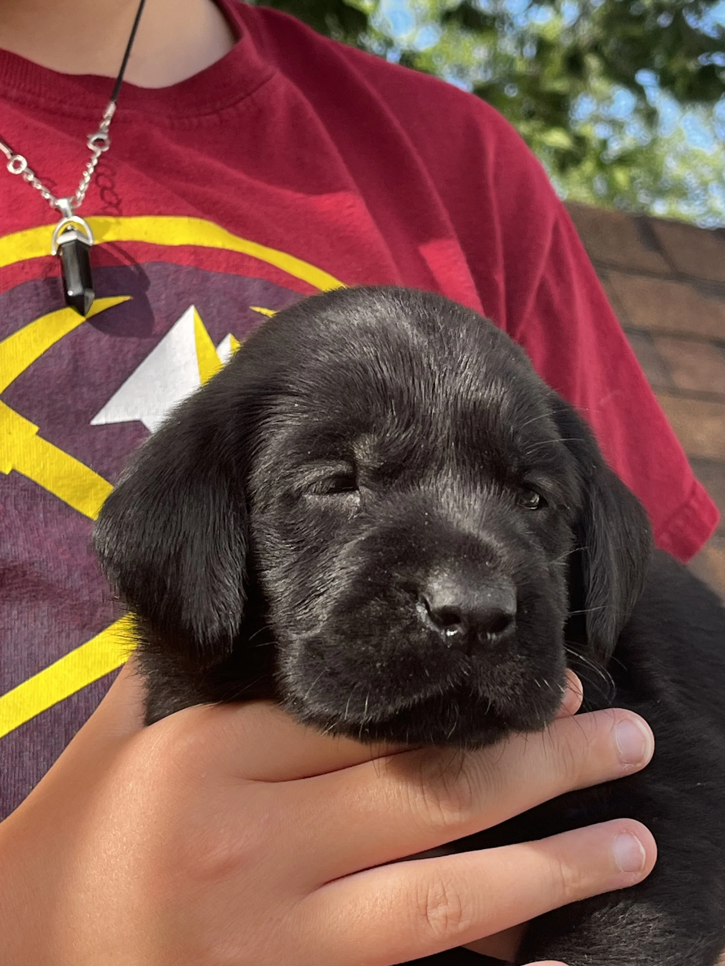 A person in a red shirt holding a black puppy with closed eyes.
