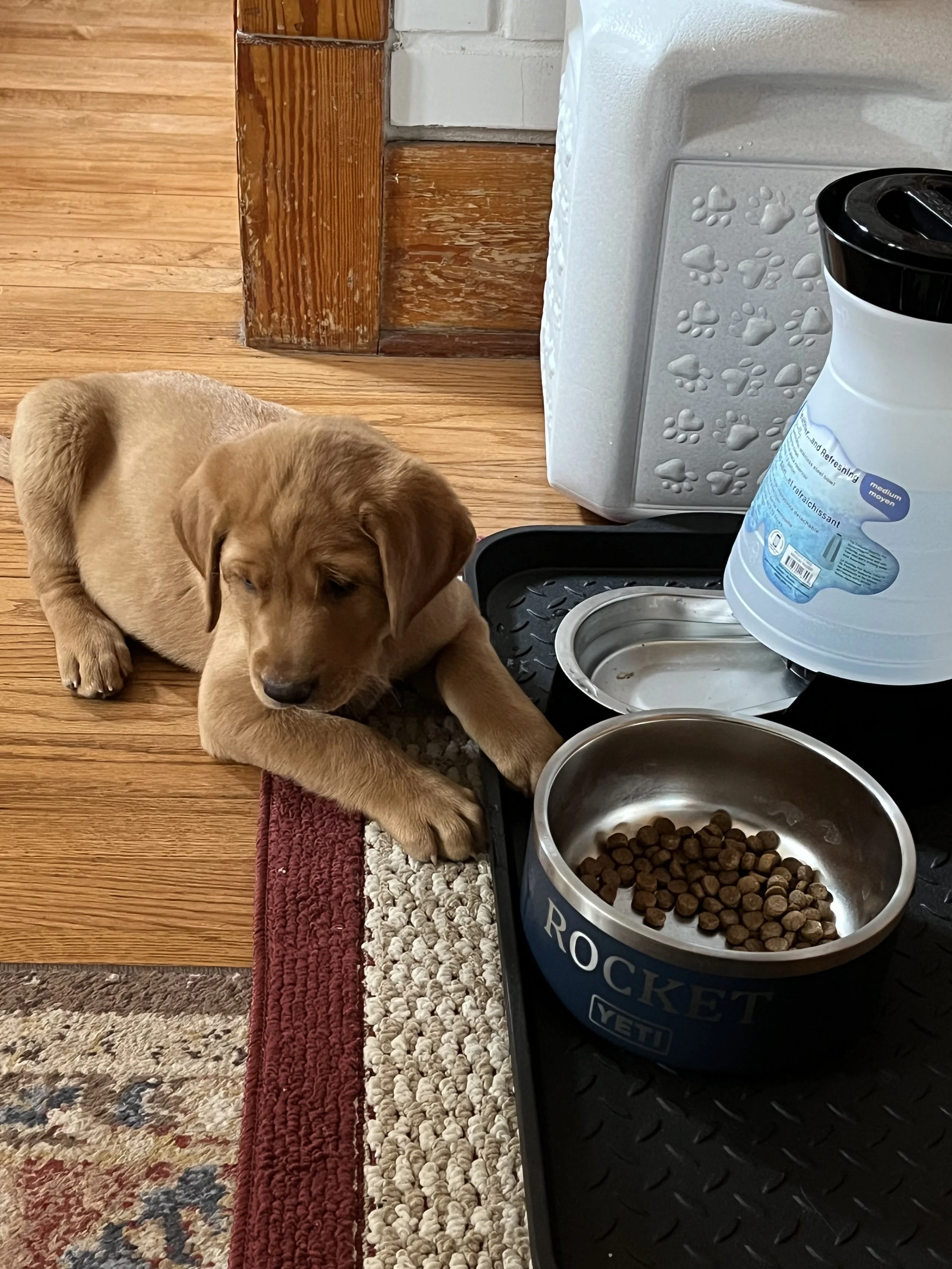 A golden retriever puppy lying on a rug next to a food and water bowl, with a partially visible water dispenser and wooden panel wall in the background.