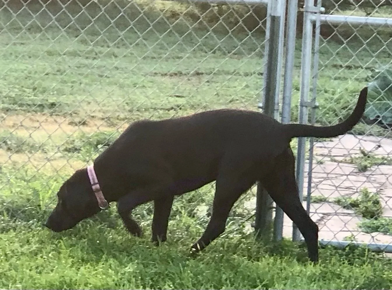 A black dog with a pink collar sniffing the grass near a chain-link fence.