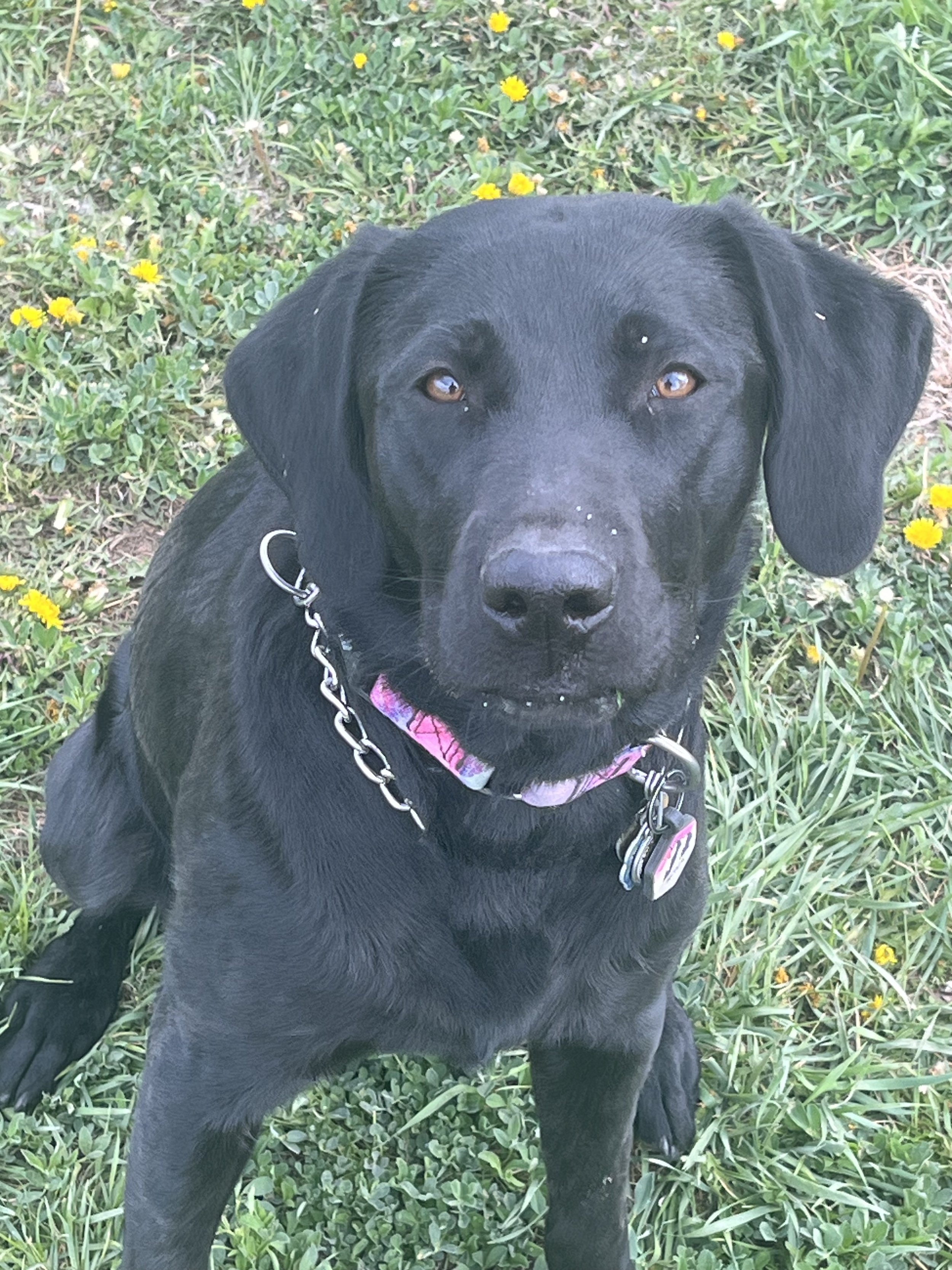 A black Labrador Retriever dog with a collar sitting on green grass and yellow flowers.