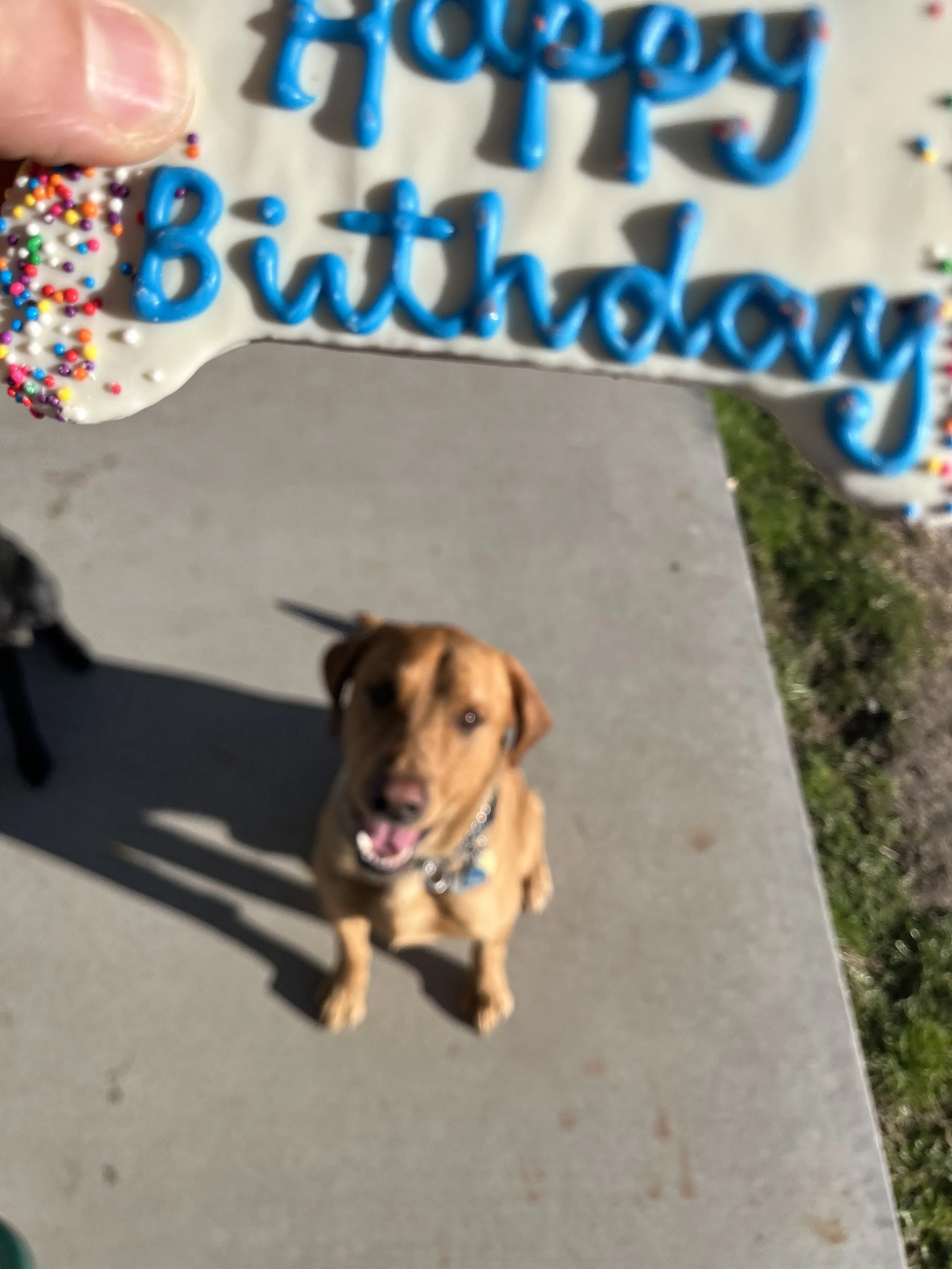 A dog standing on a sidewalk with a birthday cake in the background. The cake has white frosting, colorful sprinkles, and blue piping that spells 'Happy Birthday.'