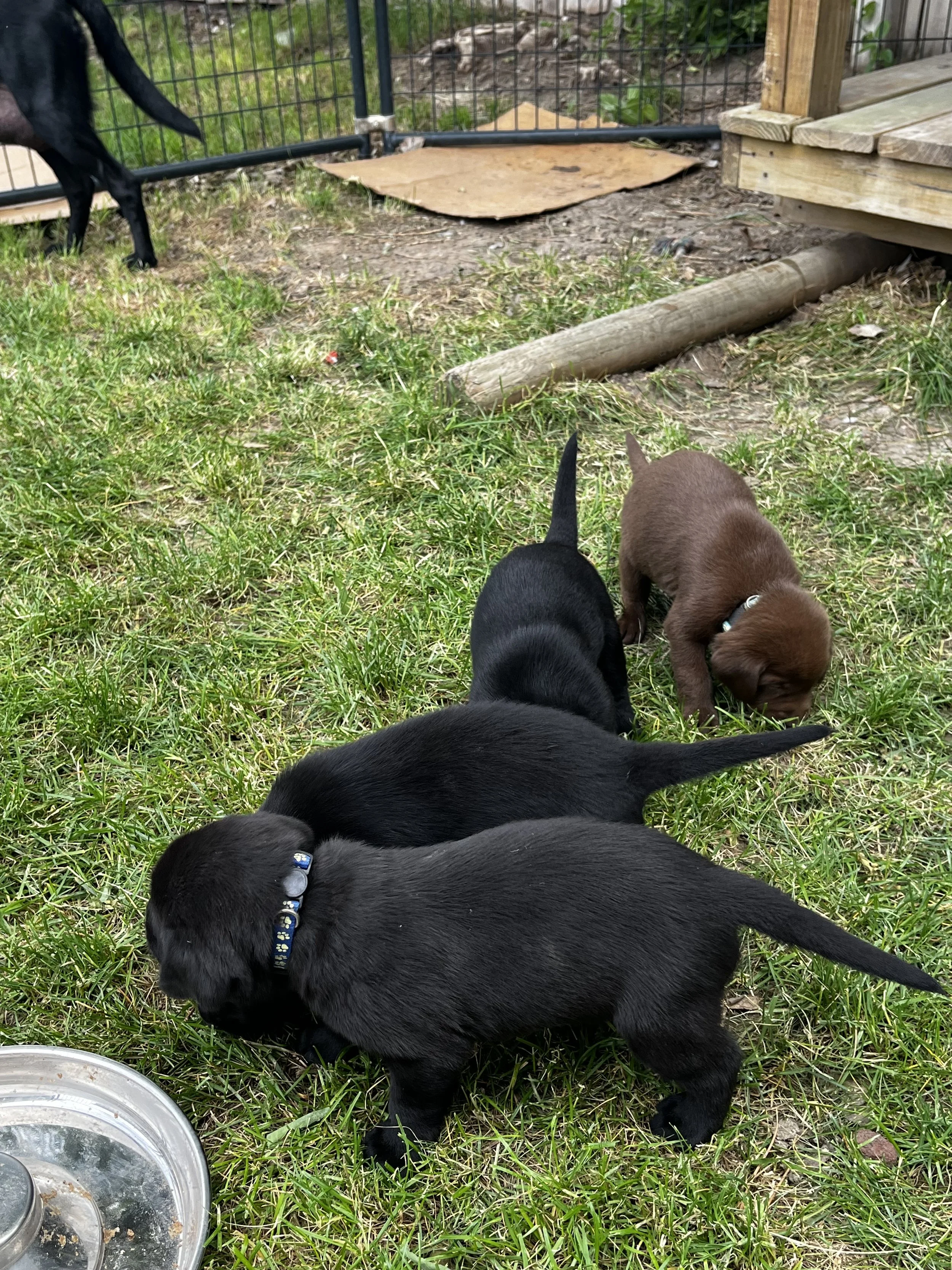 Several puppies of different colors—black, brown, and possibly gray—are playing outdoors on grass, near a wooden and wire fence with a small wooden platform to the right.
