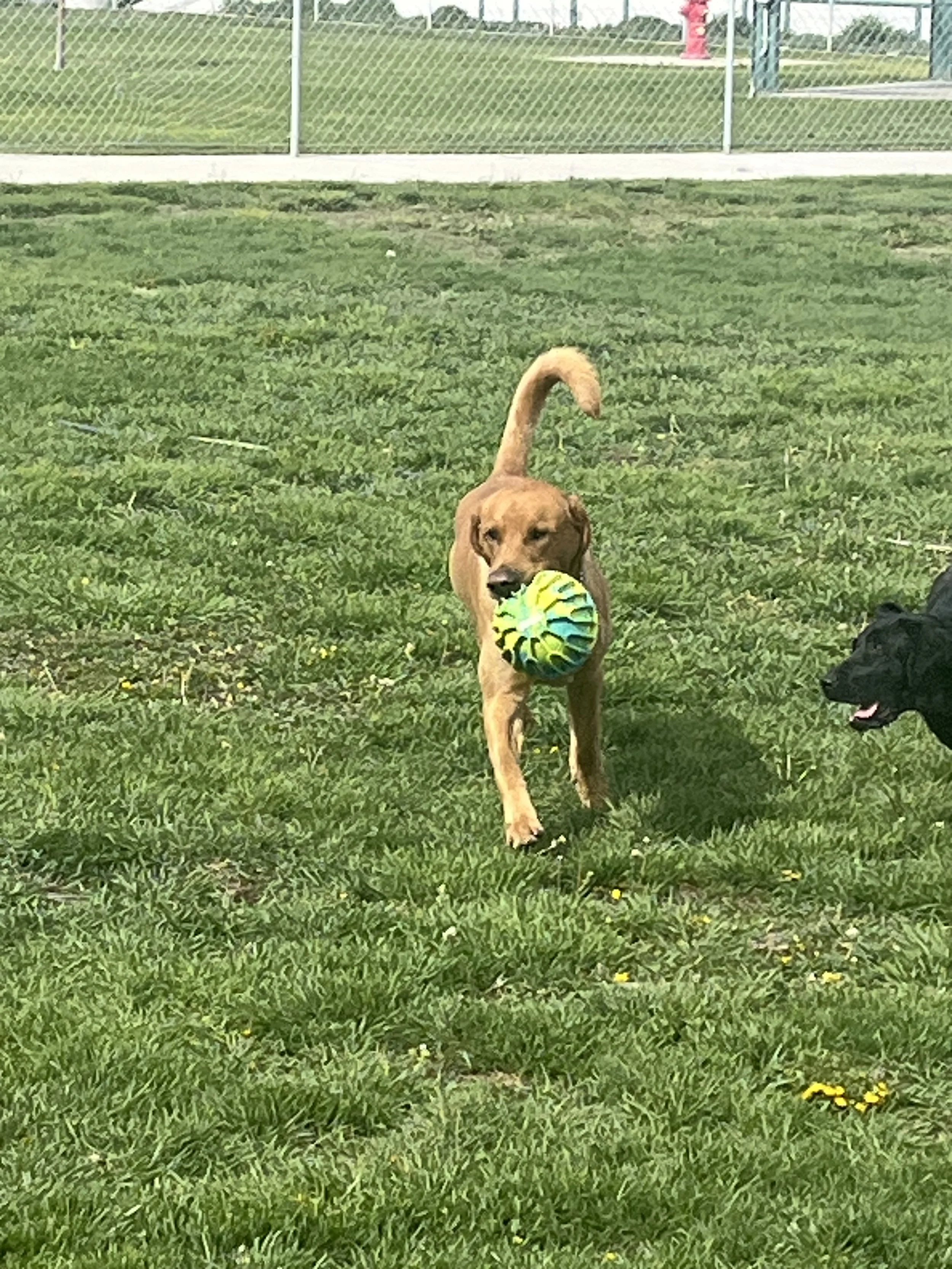 A dog holding a colorful ball in its mouth, running on green grass in an outdoor park.