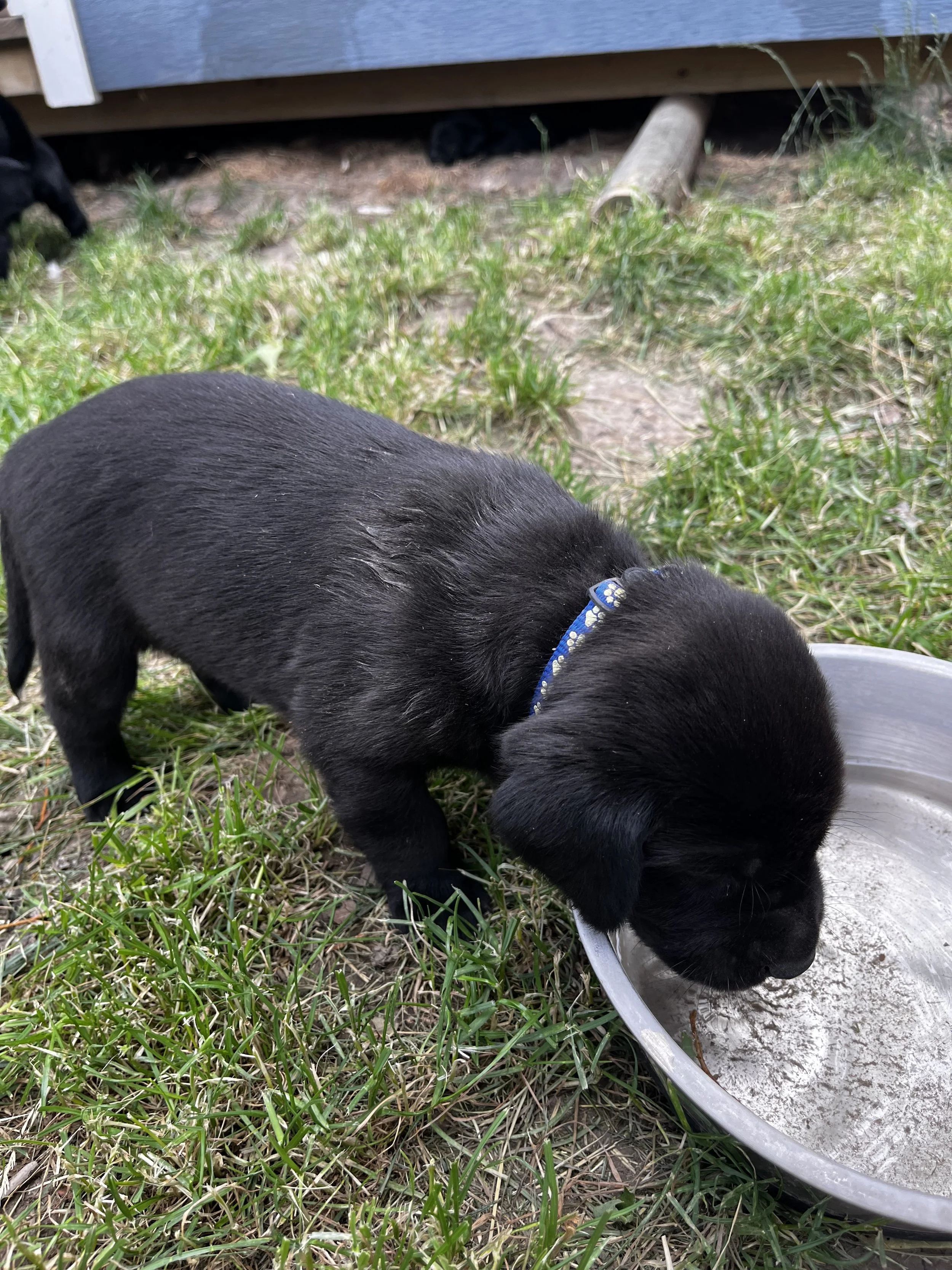 A black puppy with a blue collar eating from a silver bowl on the ground outside. There is grass and dirt, with a wooden structure in the background and a black cat lying underneath it.