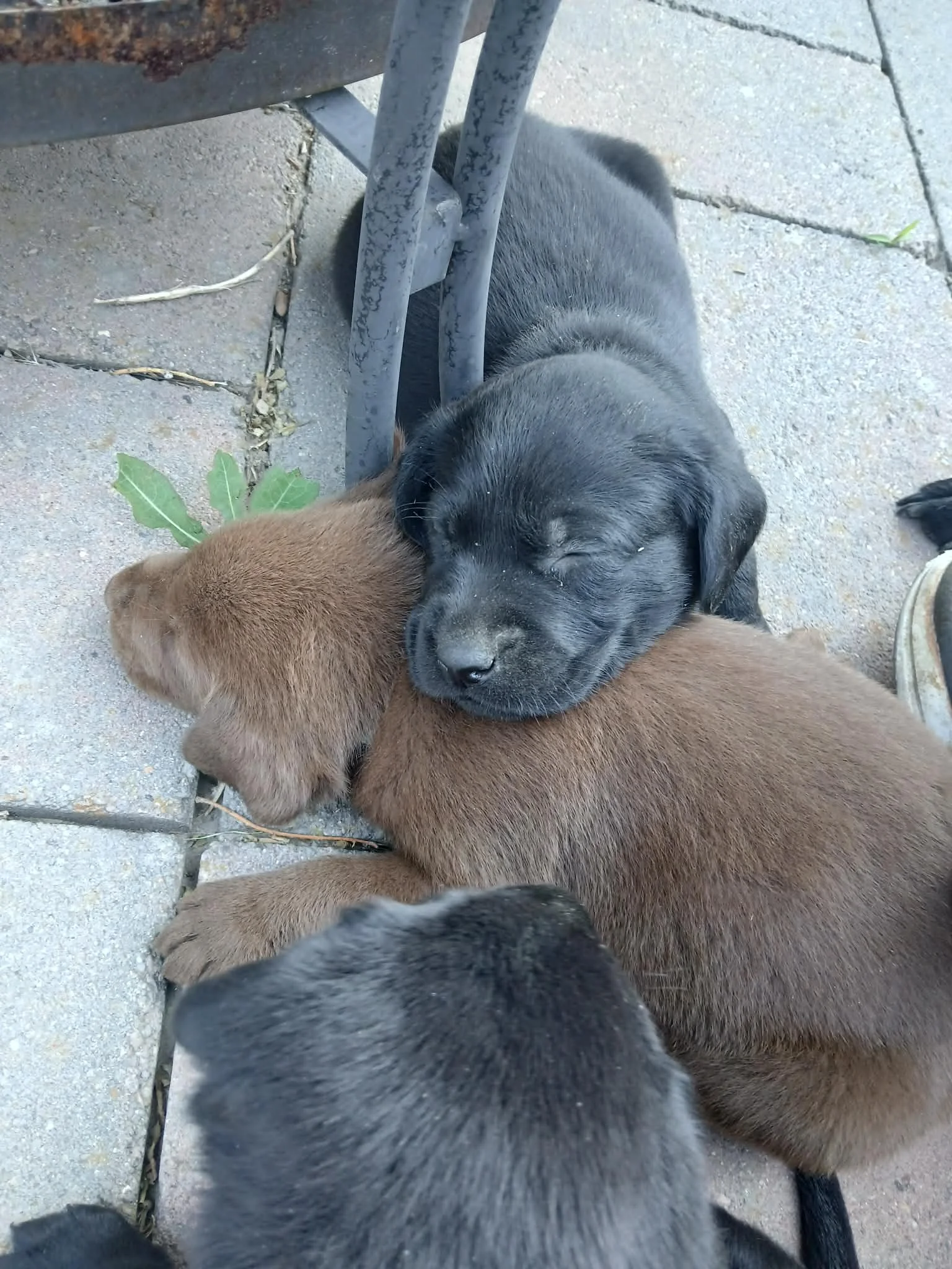 Three puppies snuggling together on the ground near a metal outdoor table or chair.