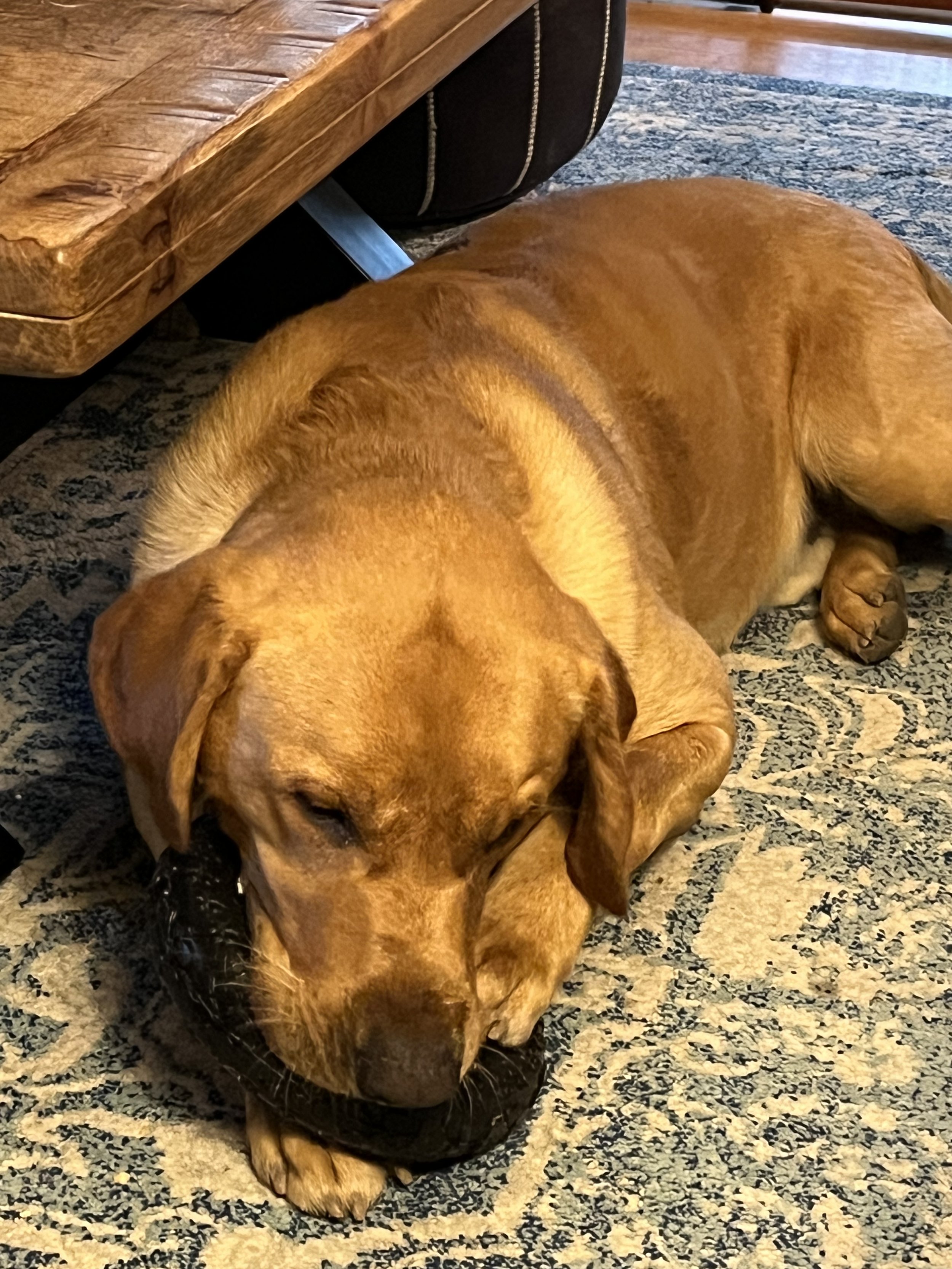 A large brown dog lying on a patterned area rug, resting its head flat on the floor.