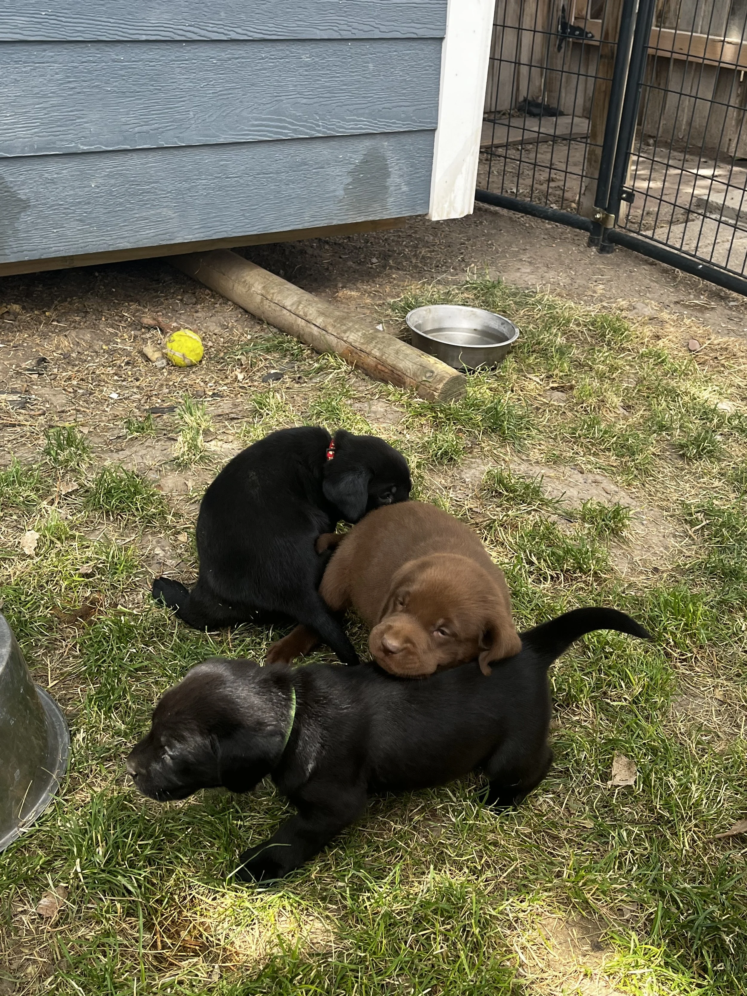 Several puppies, including black, brown, and gray ones, playing on grass outside near a dog run with a metal gate, a water bowl, and a tennis ball.