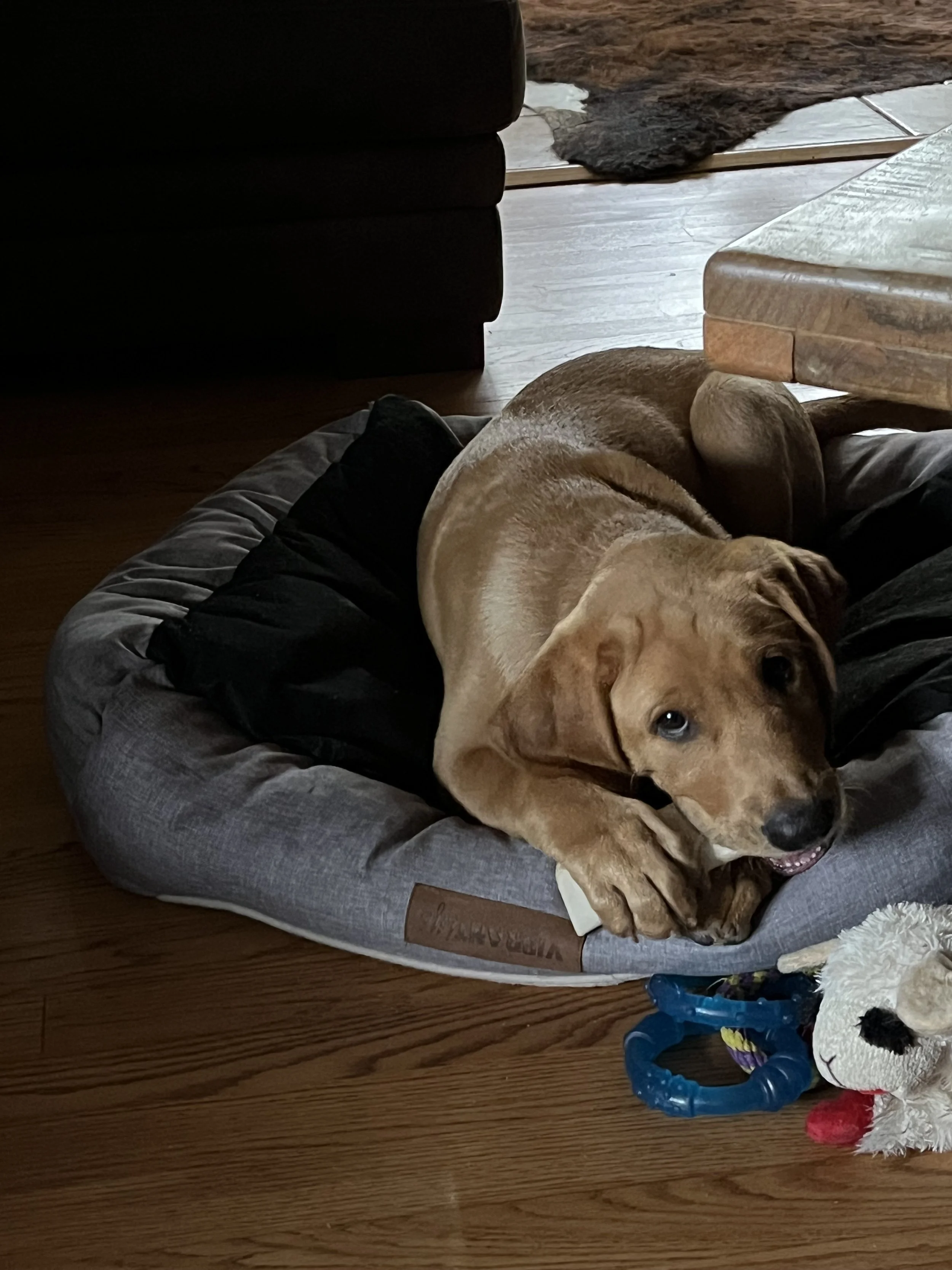 Yellow Labrador retriever lying on a dog bed with toys and a sock nearby, hardwood floor in the background.