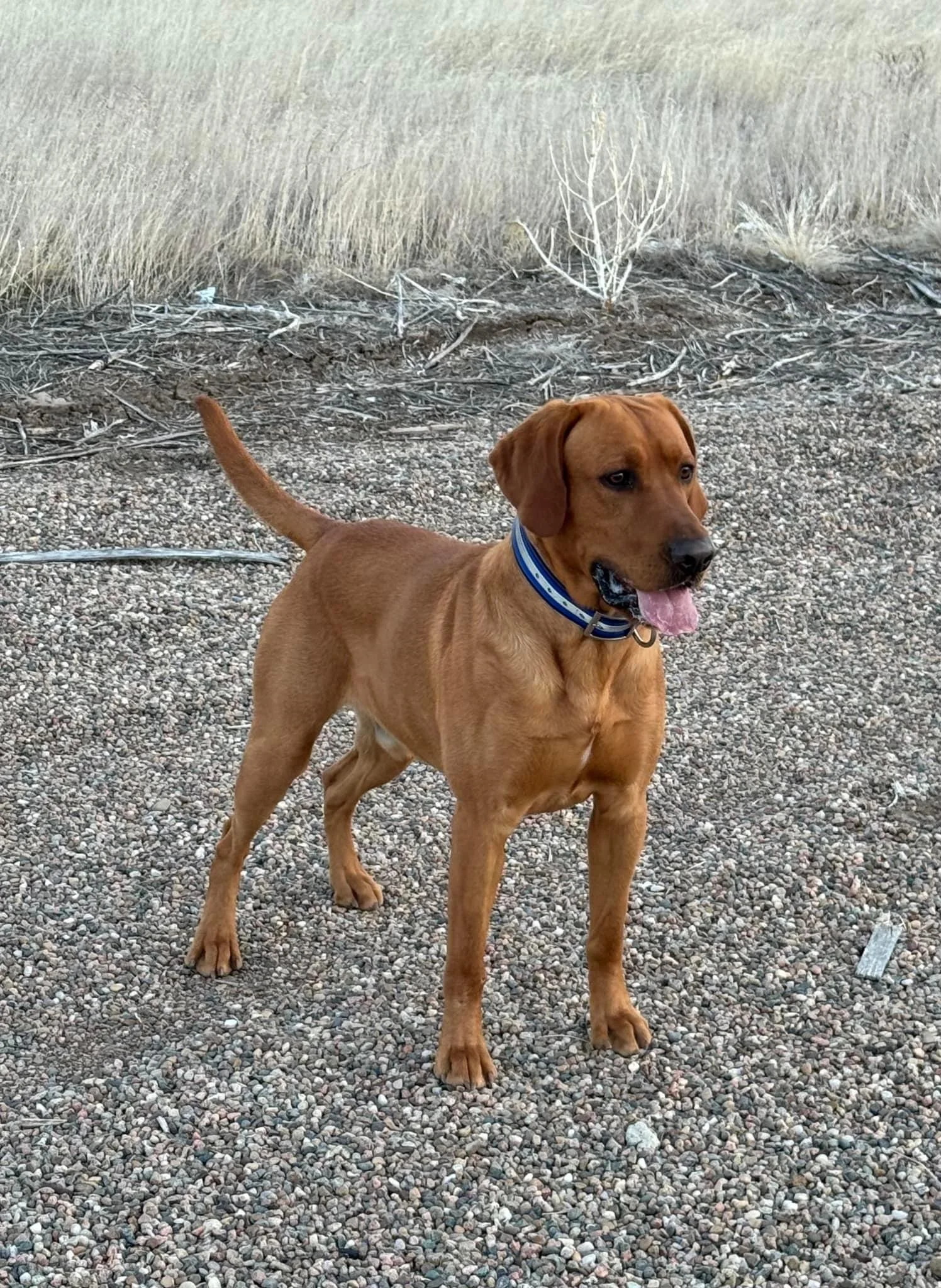 A brown dog with a blue collar standing on gravel with dry grass and small bushes in the background.
