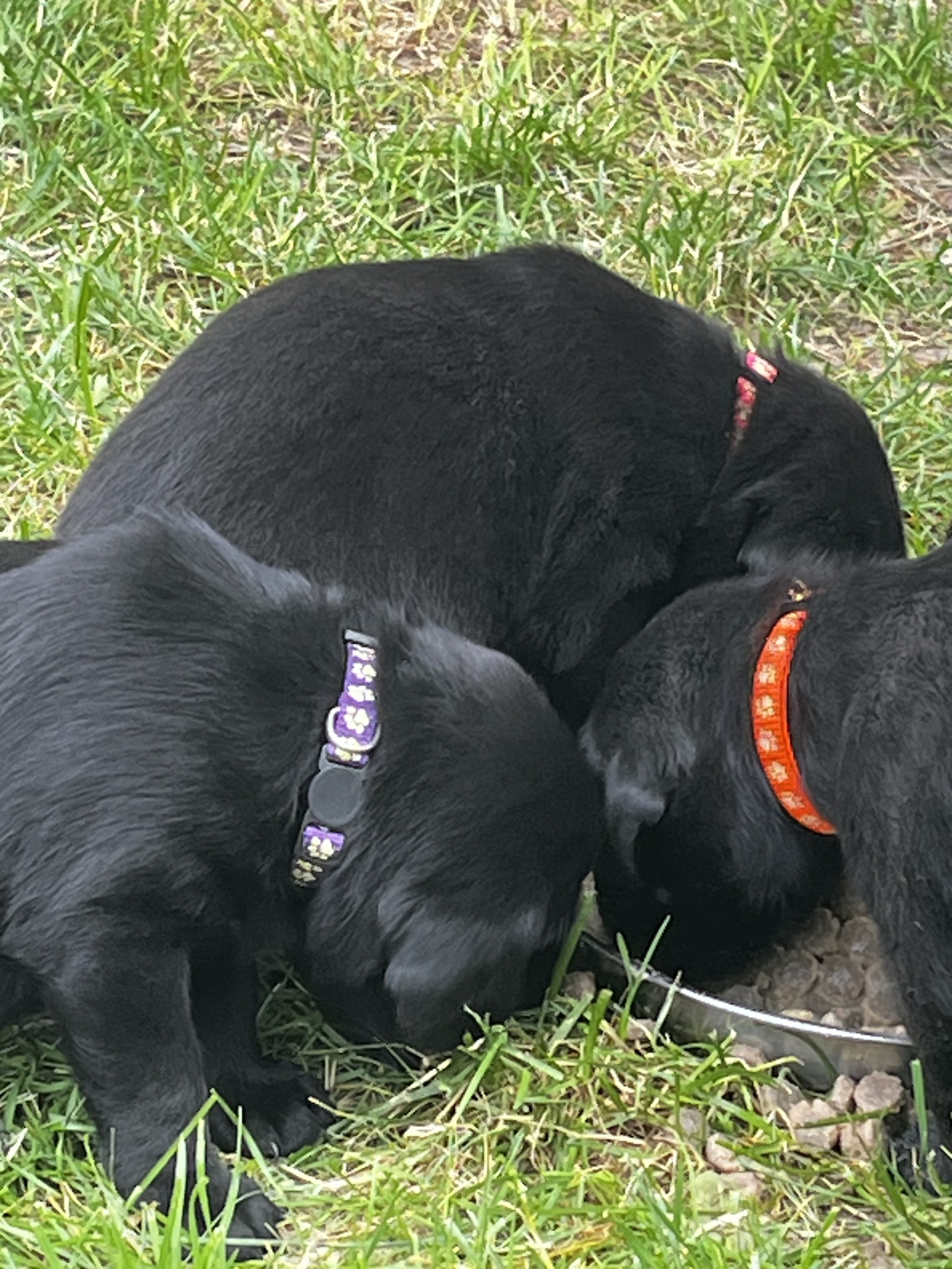 Two black dogs with colorful collars on green grass with some rocks.