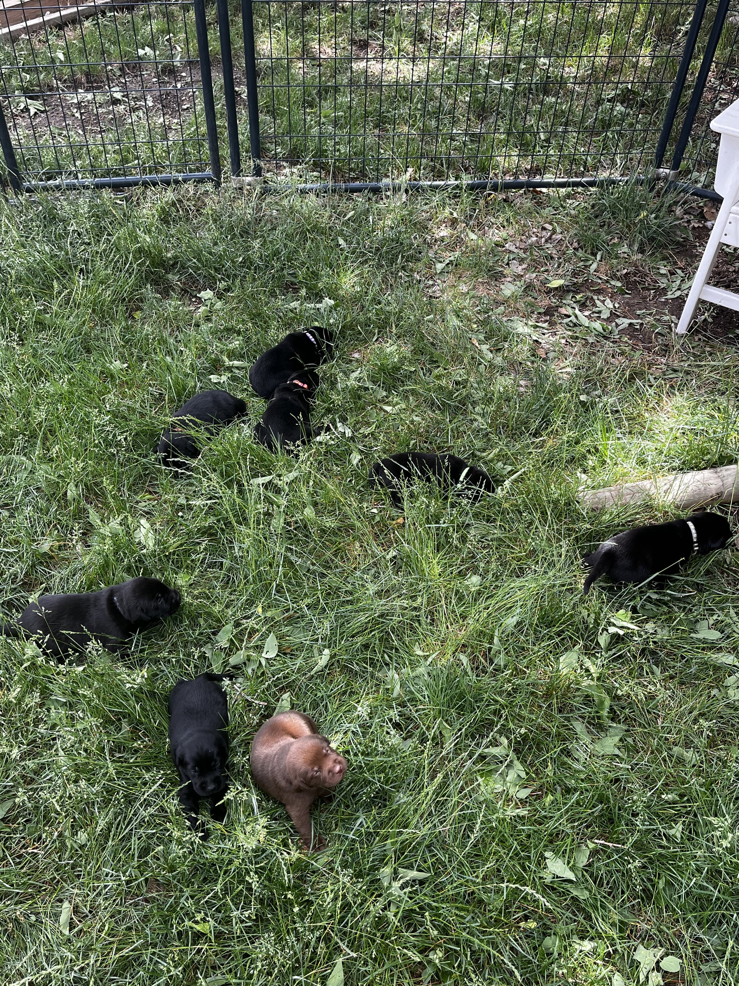 Several puppies of different colors, including black, brown, and golden, are exploring grassy outdoor area near a wire fence with a white chair on one side.