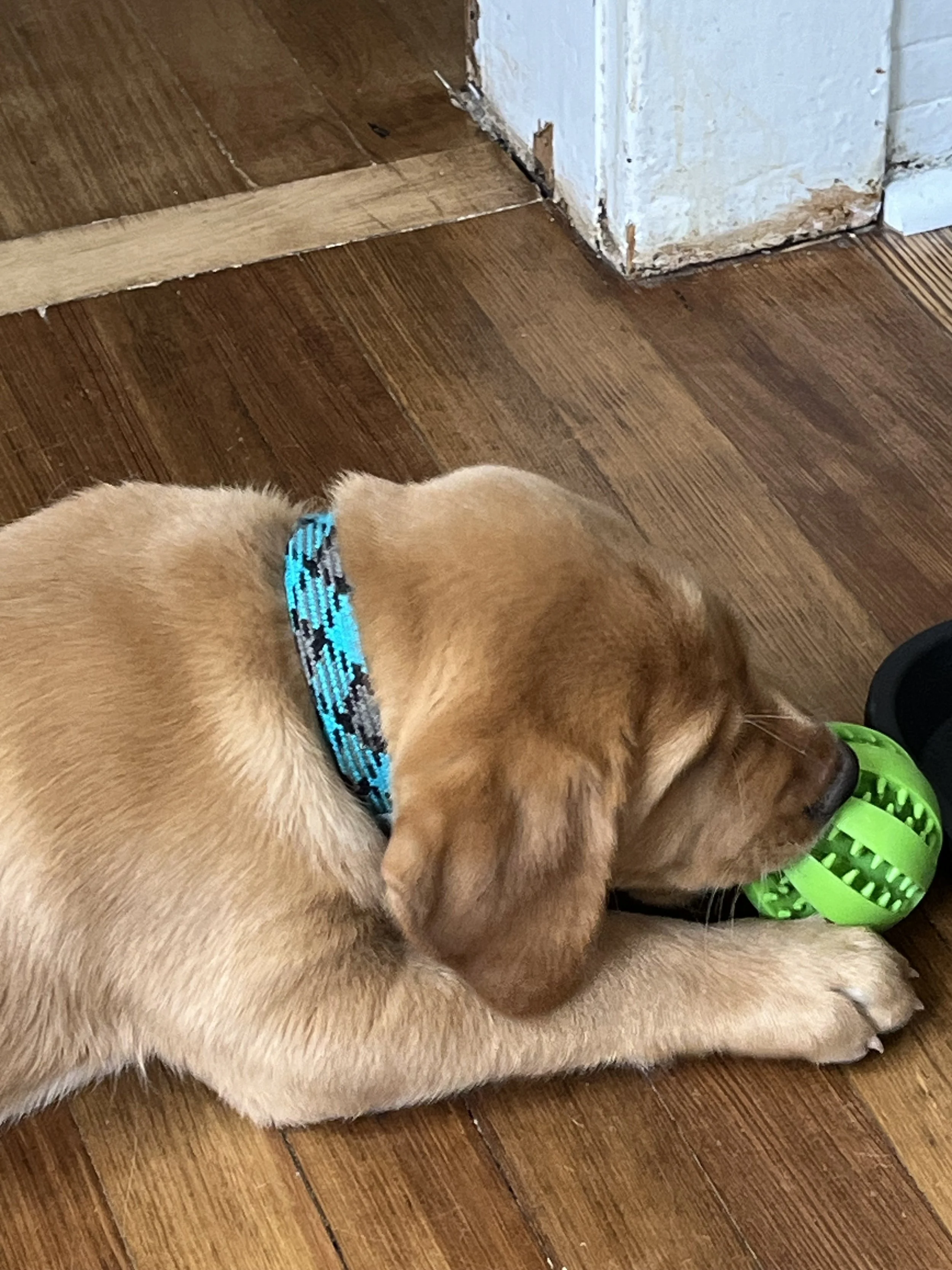 Two golden retriever puppies lying close together on a wooden floor; one puppy wearing a blue and black collar, the other has a green plastic ball in front of it.