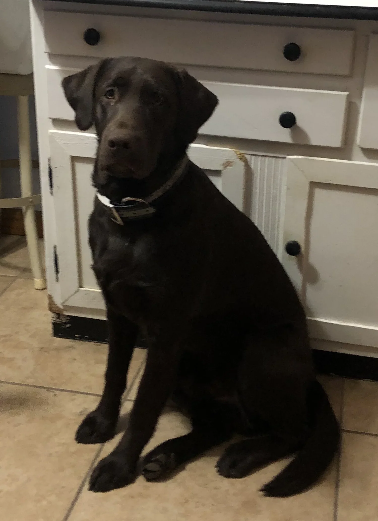 A black Labrador Retriever puppy sitting on a tiled kitchen floor in front of white kitchen cabinets.