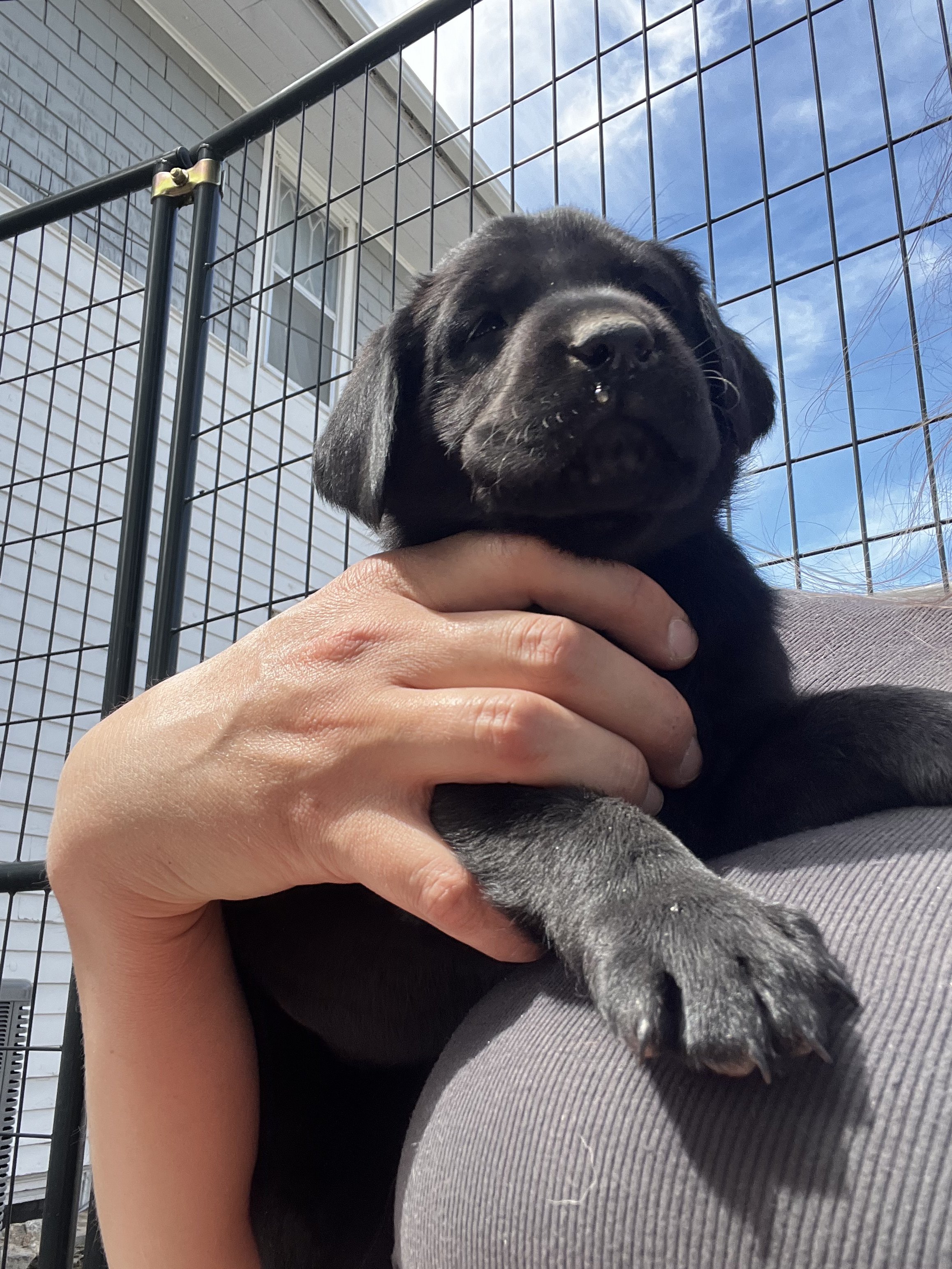 A person holding a black puppy outside with a wire fence, white house siding, and a blue sky in the background.