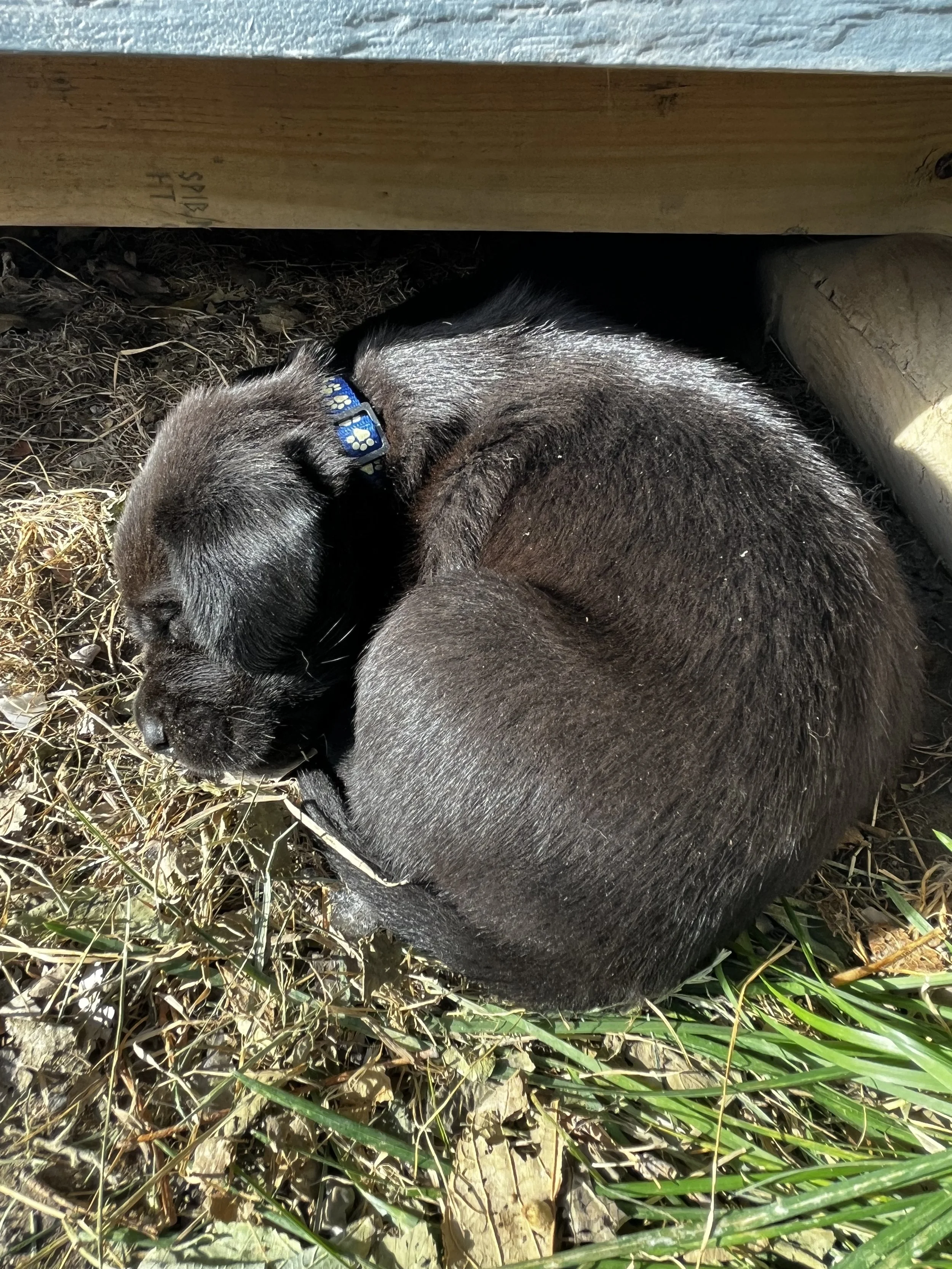 A black puppy with a blue collar sleeping on the ground covered with dry grass and green plants under a wooden structure.