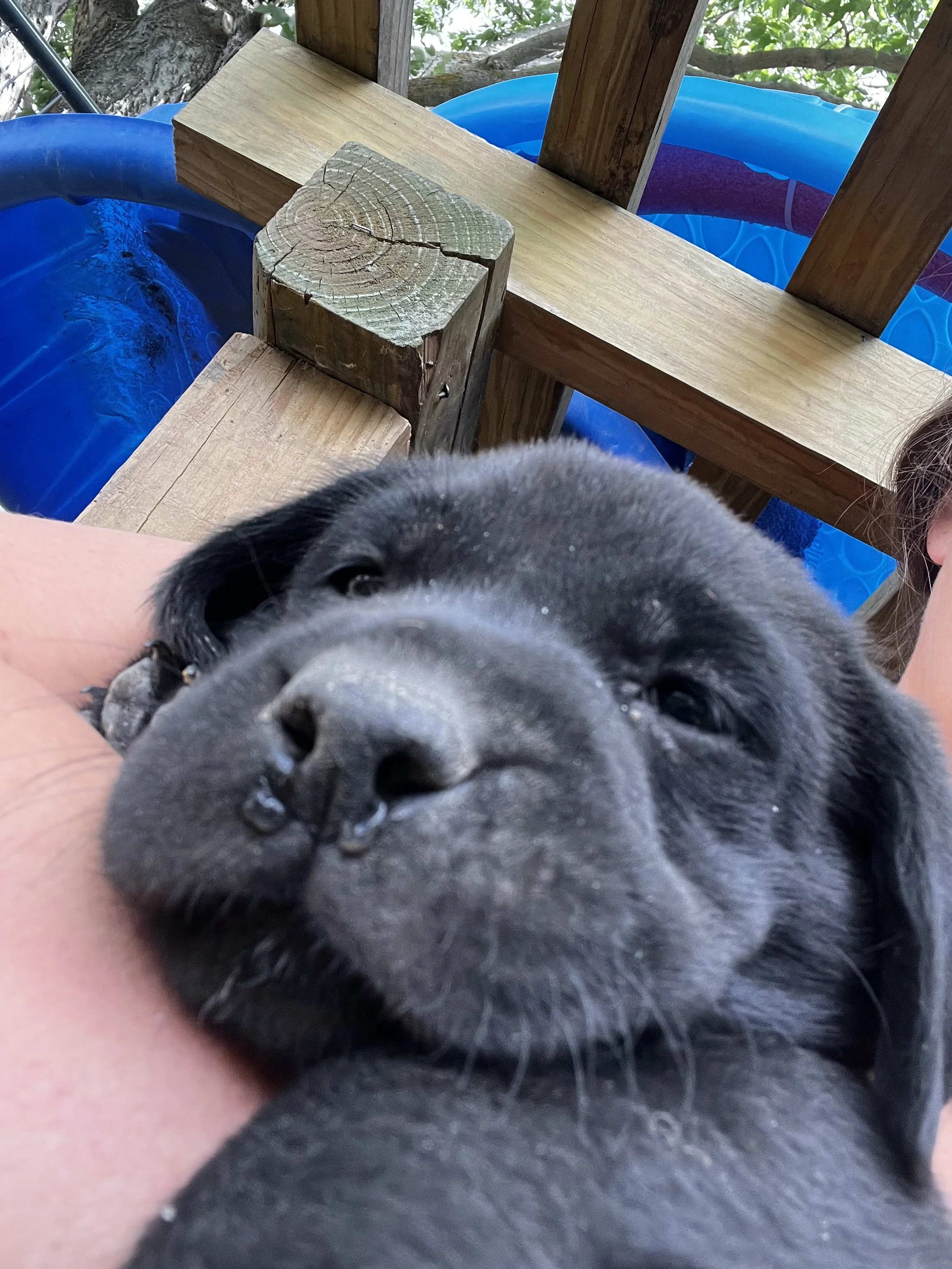Close-up of a black puppy's face, with a wooden structure and blue plastic container in the background.
