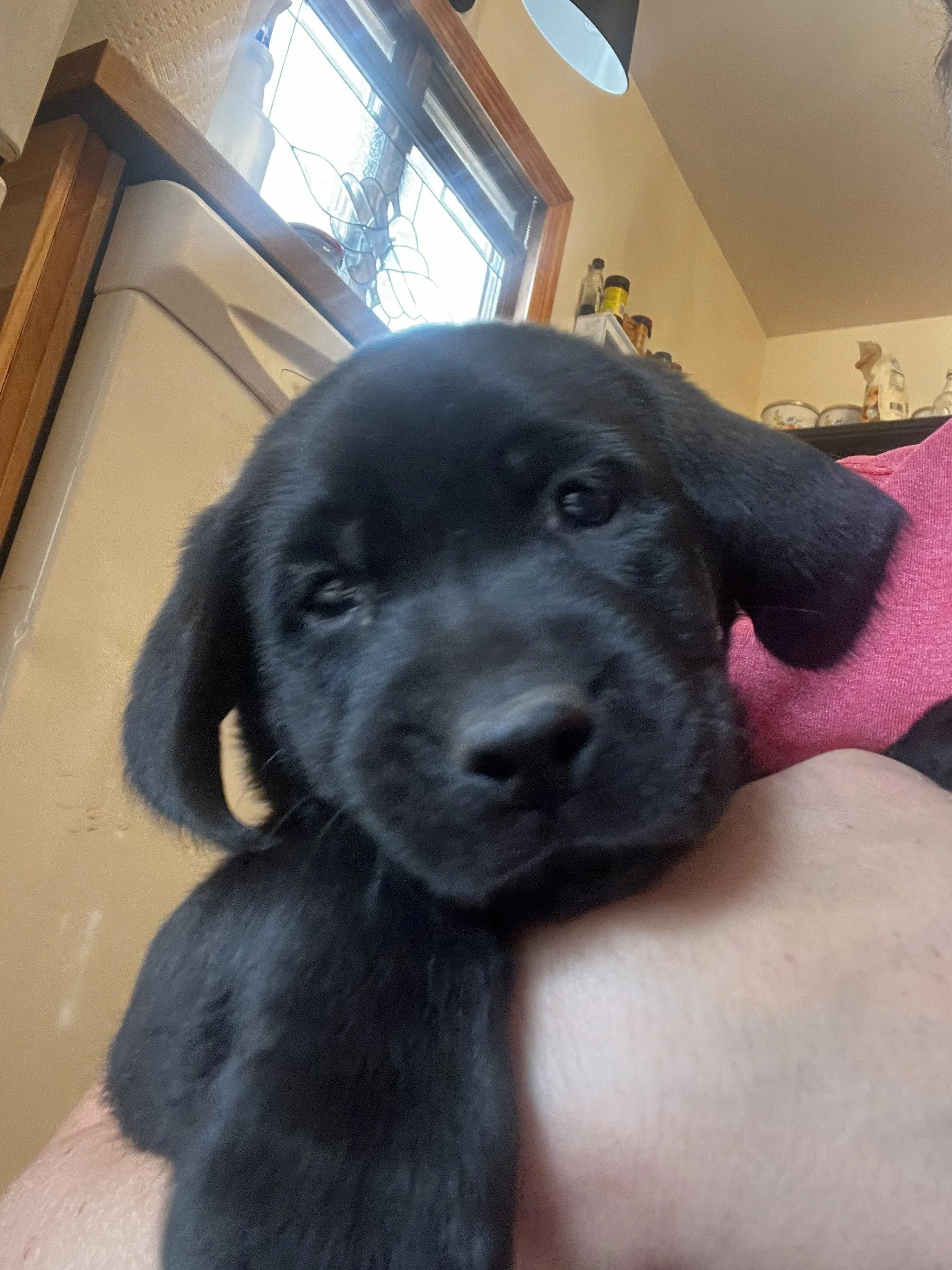 Close-up of a black puppy resting on a person's arm in a kitchen with a window, stove, and shelves in the background.