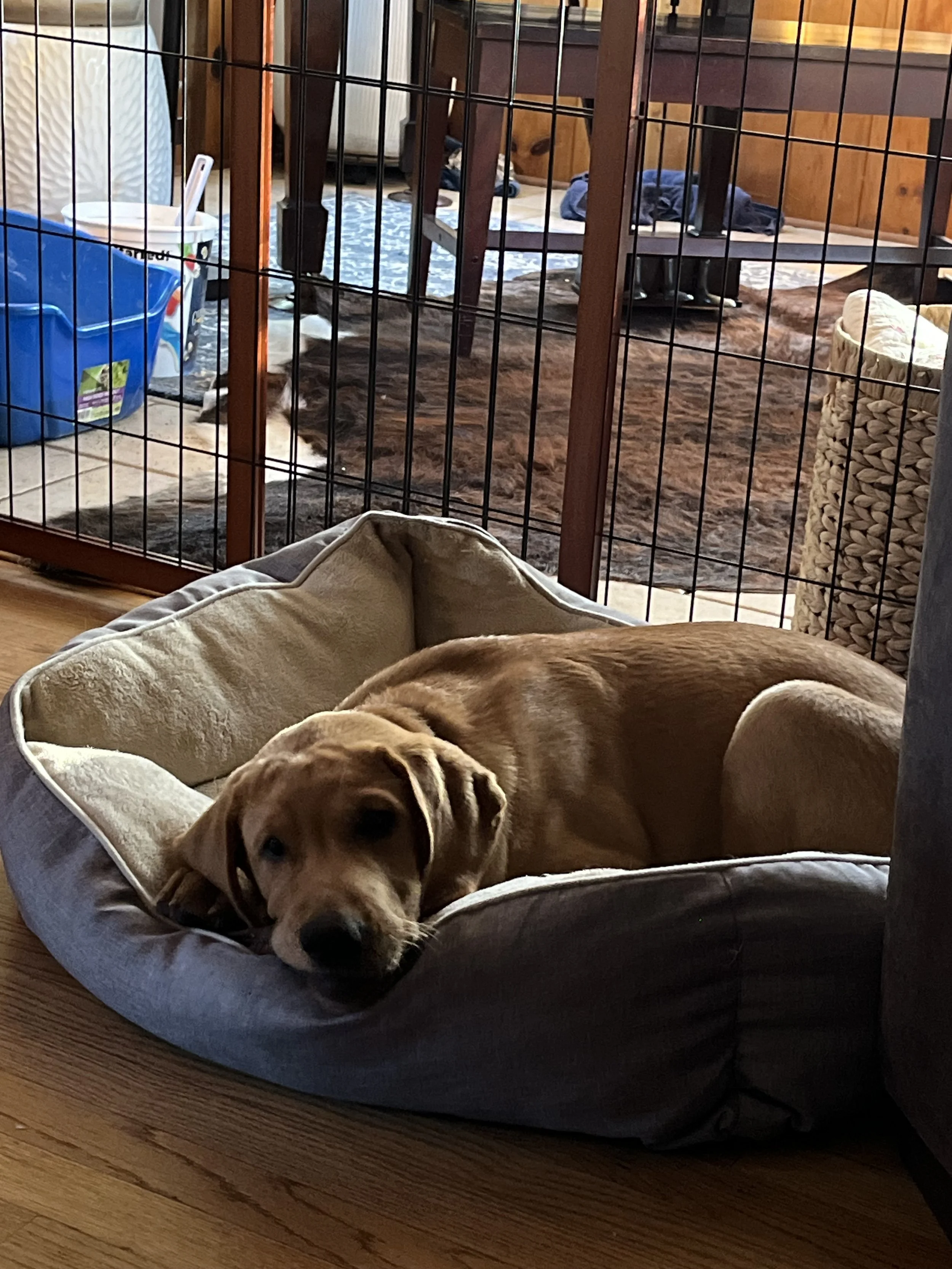 A brown dog lying in a gray dog bed with a blanket, inside a fenced enclosure. The dog is looking at the camera. In the background, there is a wooden table, clothes on the floor, and various household items.