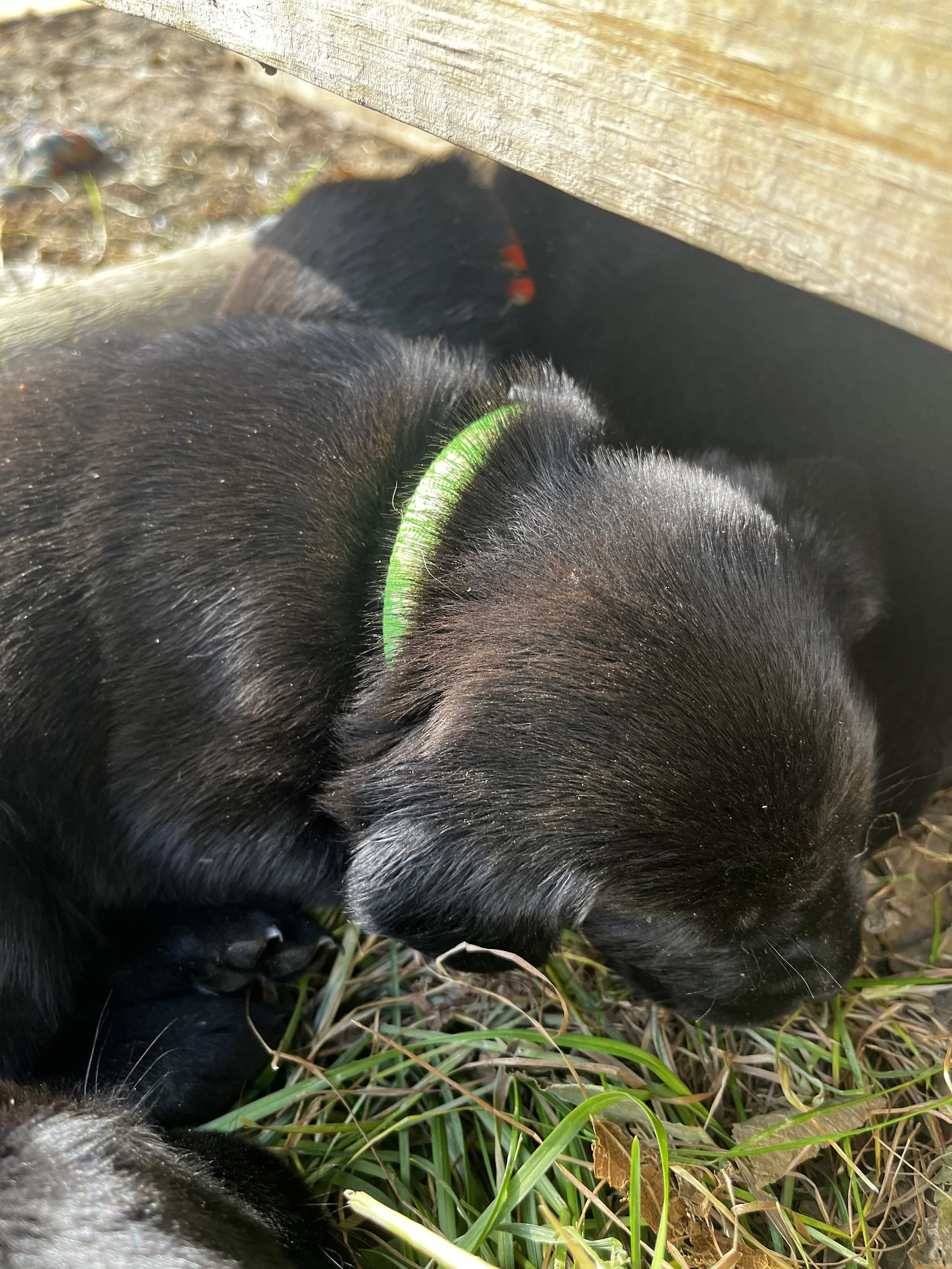 Close-up of a black puppy sleeping on the grass, with a green collar around its neck and a wooden surface partially visible at the top of the image.