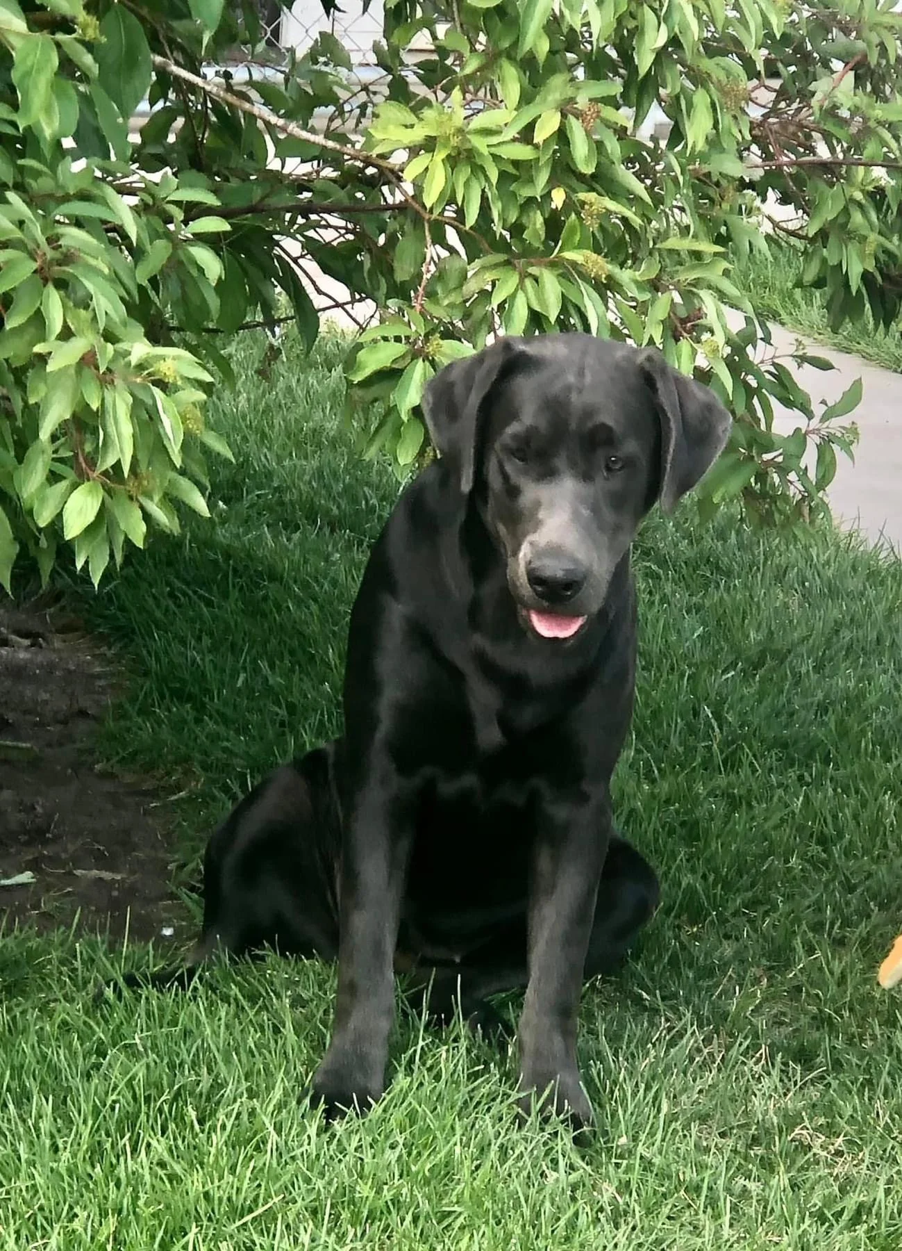 A black and grey puppy sitting on green grass in front of a leafy shrub, with a sidewalk visible in the background.
