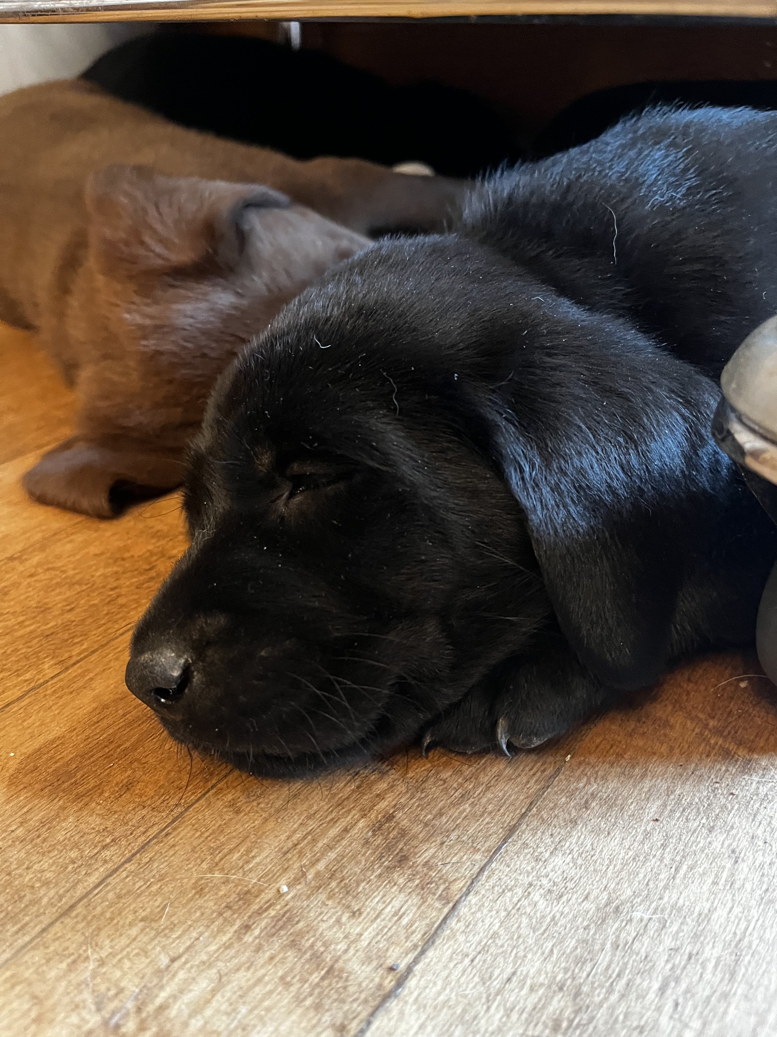 Two puppies, one black and one brown, are sleeping on a wooden floor.
