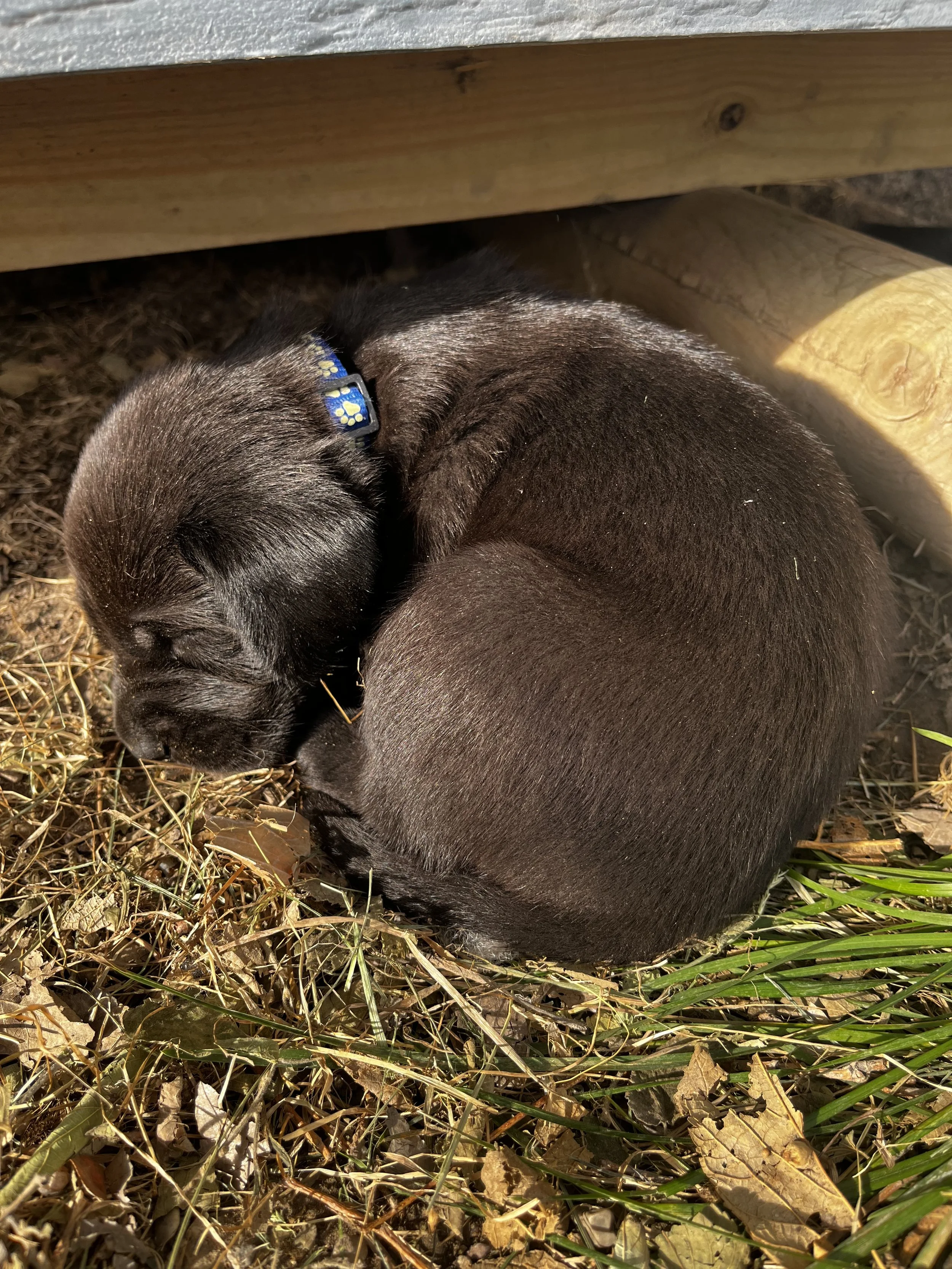 Two small, dark brown puppies sleeping on a bed of leaves and grass underneath a wooden structure.