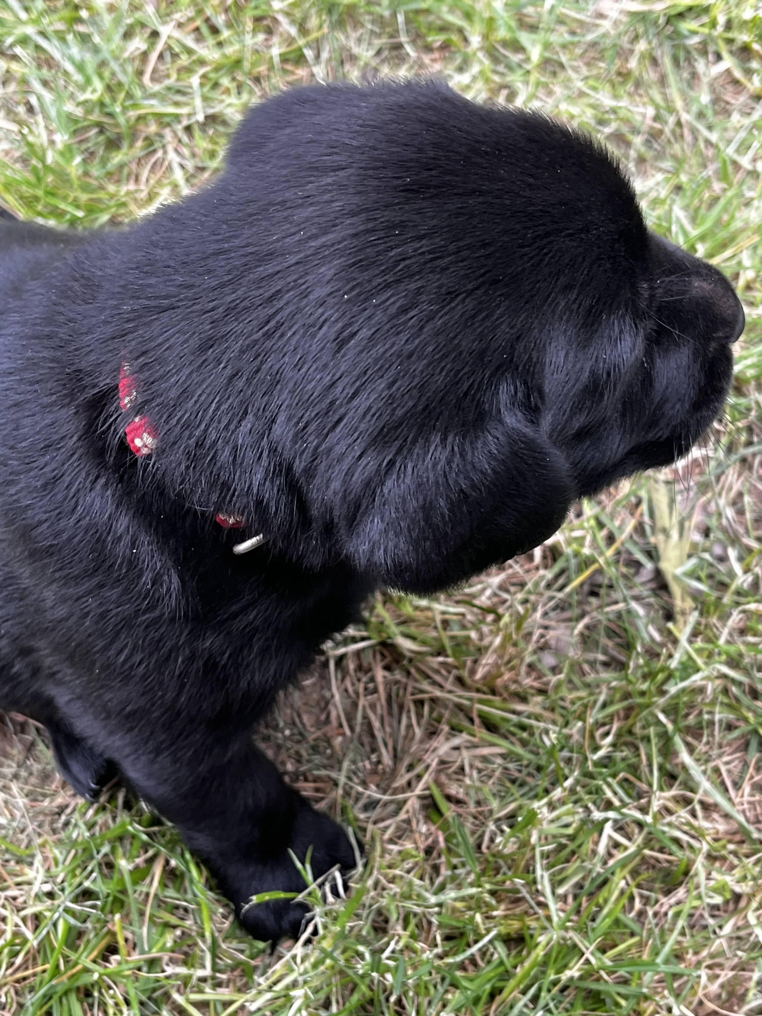Close-up of a black puppy with a red collar lying on green grass.