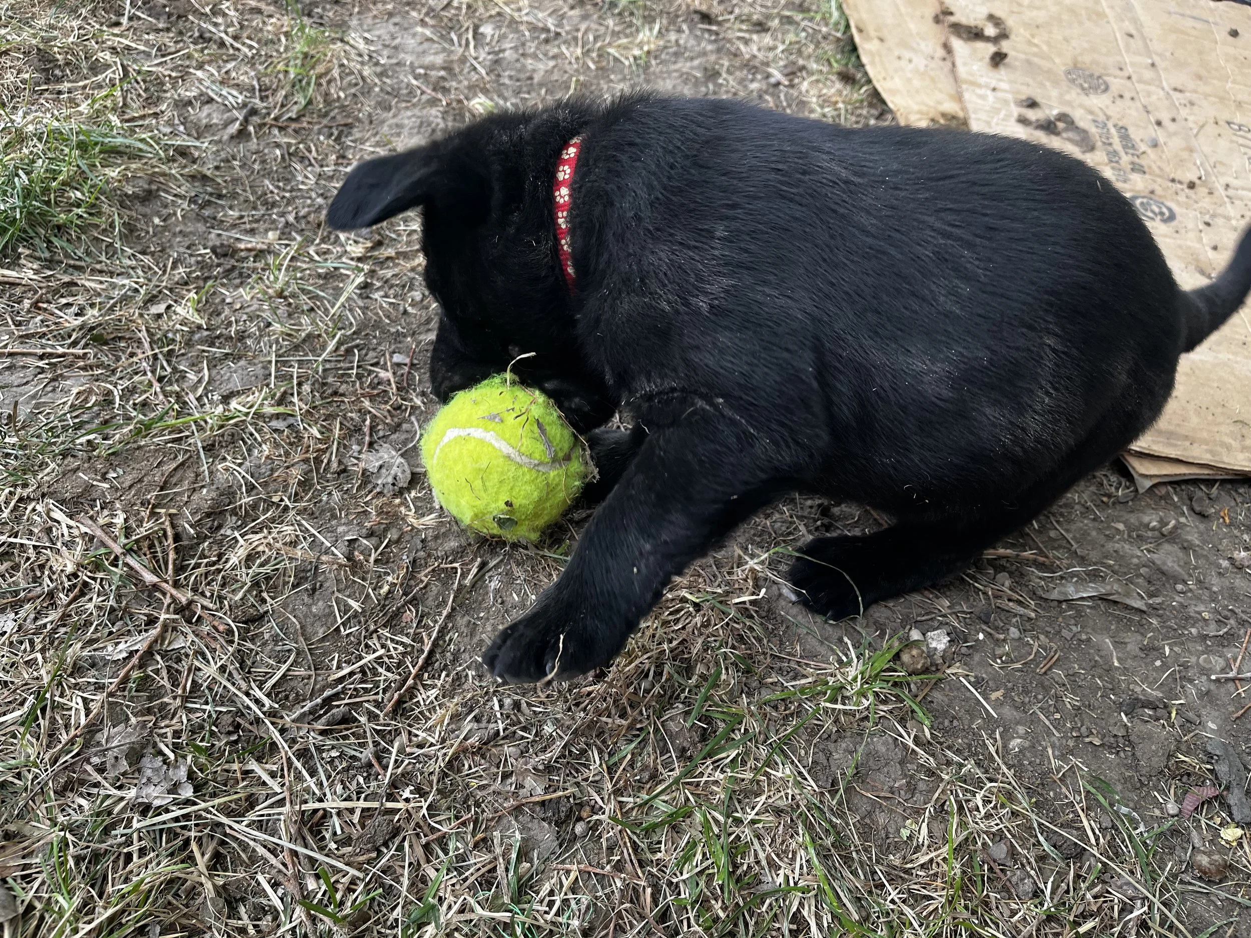 Black puppy playing with a bright yellow tennis ball on the ground.