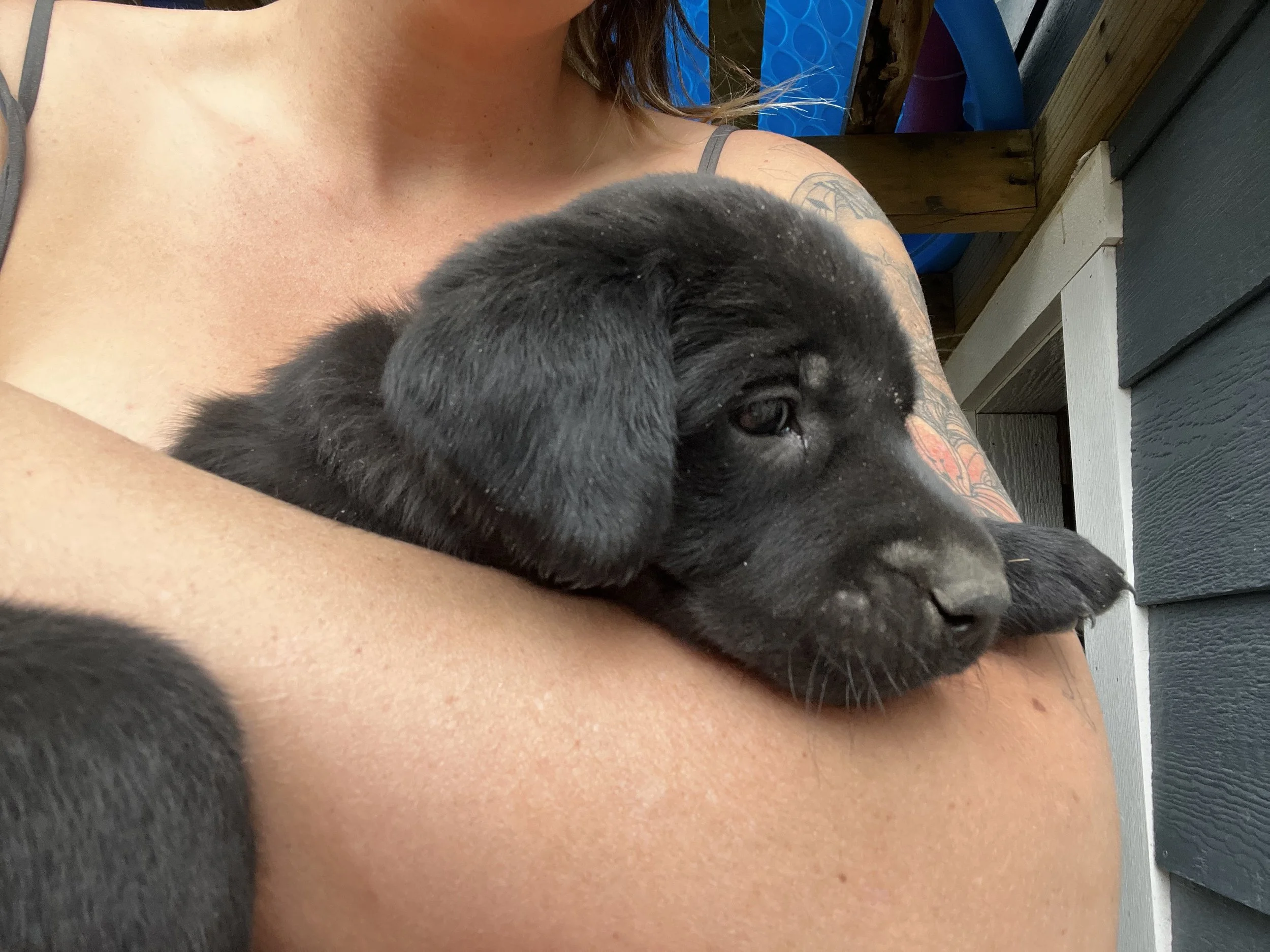 A person holding a small black puppy with curly fur, showing part of their neck, shoulder, and arm, which has a tattoo. The background includes a partial view of a blue object and a gray, wooden exterior wall.