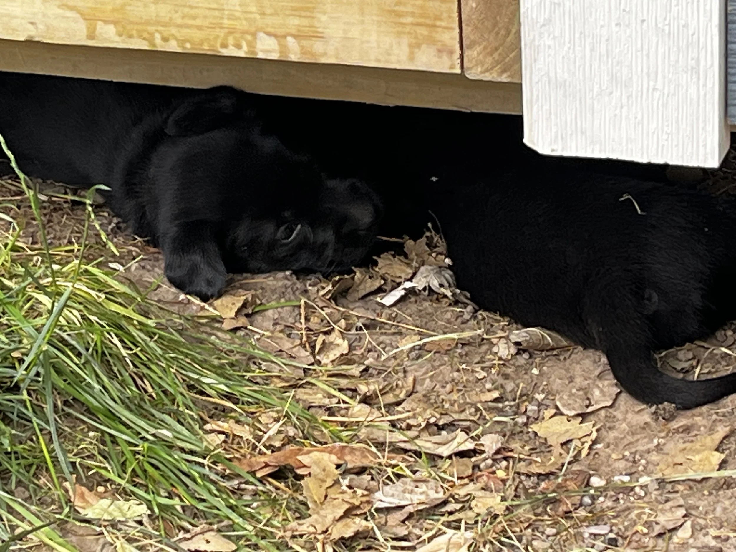 Black cat lying under a wooden structure outdoors, partially obscured, on a ground covered with dry leaves and some green grass.