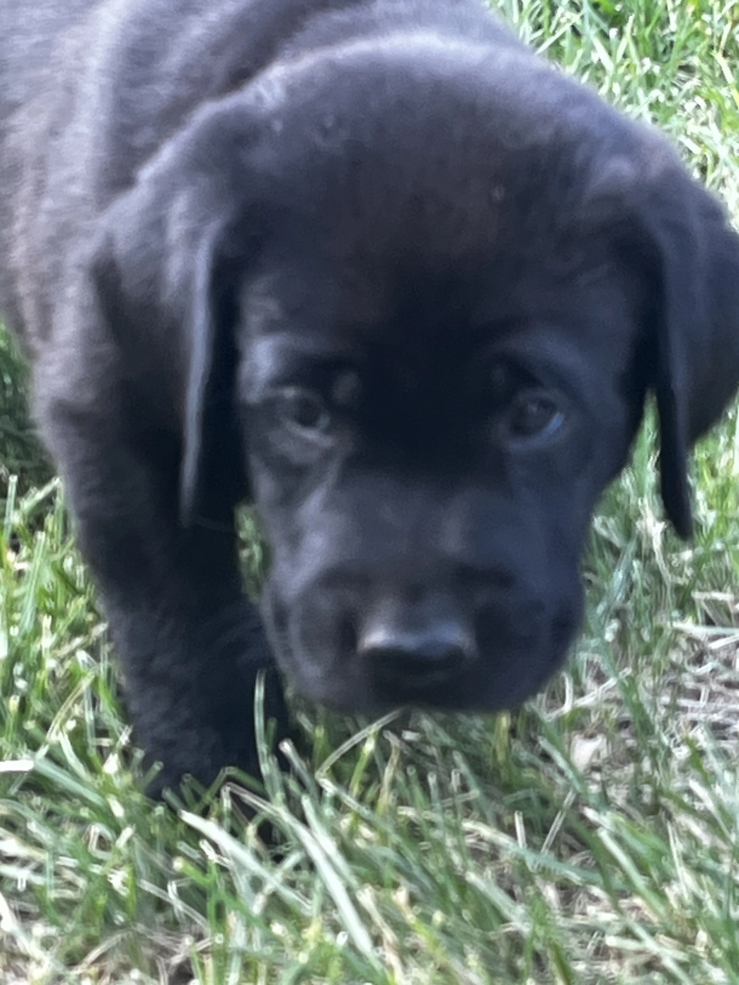 Close-up of a black puppy standing on grass with green foliage in the background.