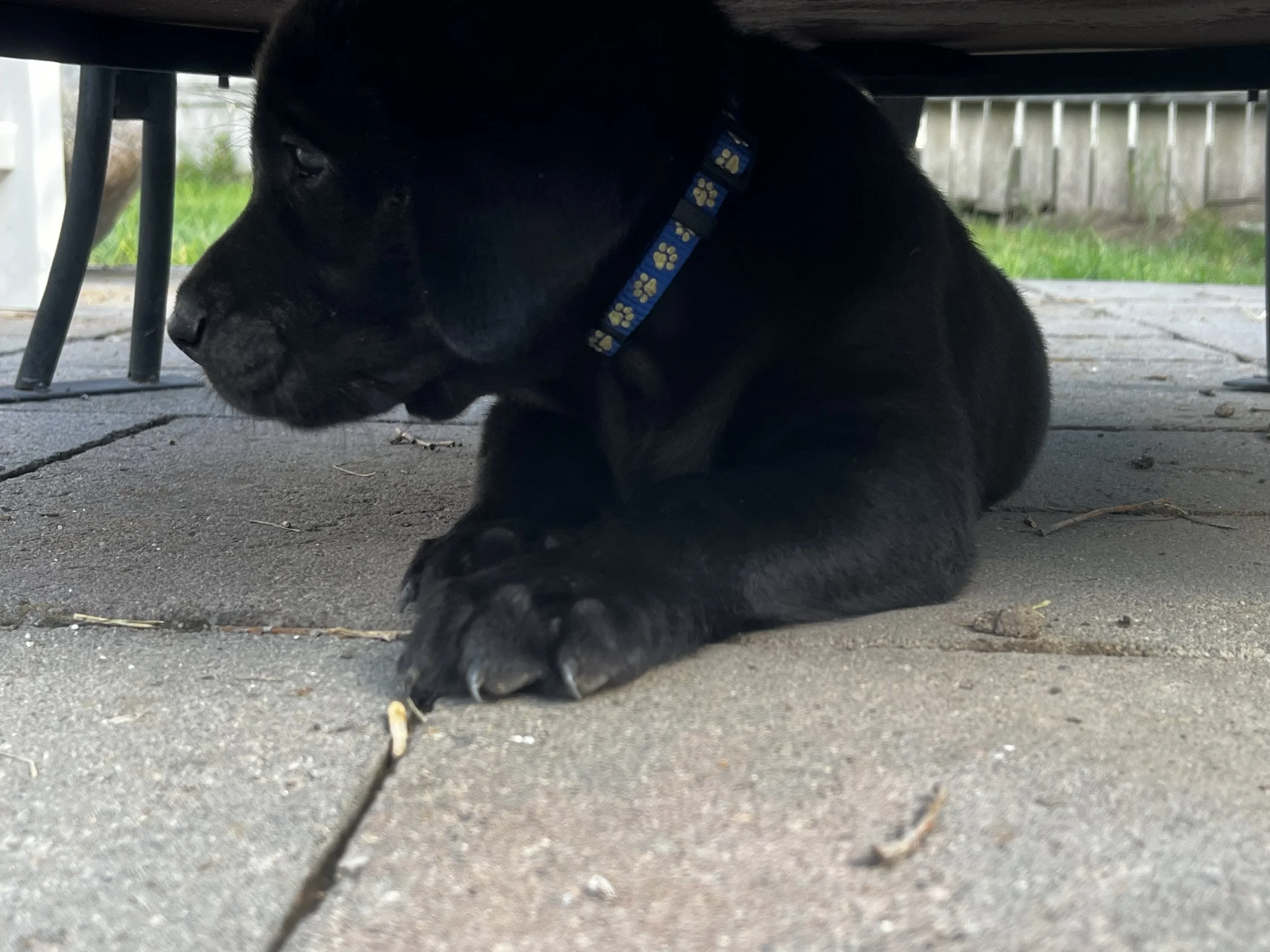 Close-up of a black puppy lying under a table, wearing a blue collar with paw prints, on a concrete patio with grass and a wooden fence in the background.
